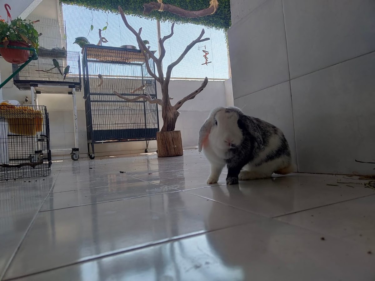 HVC Hospital Veterinario Casillas — foto 4