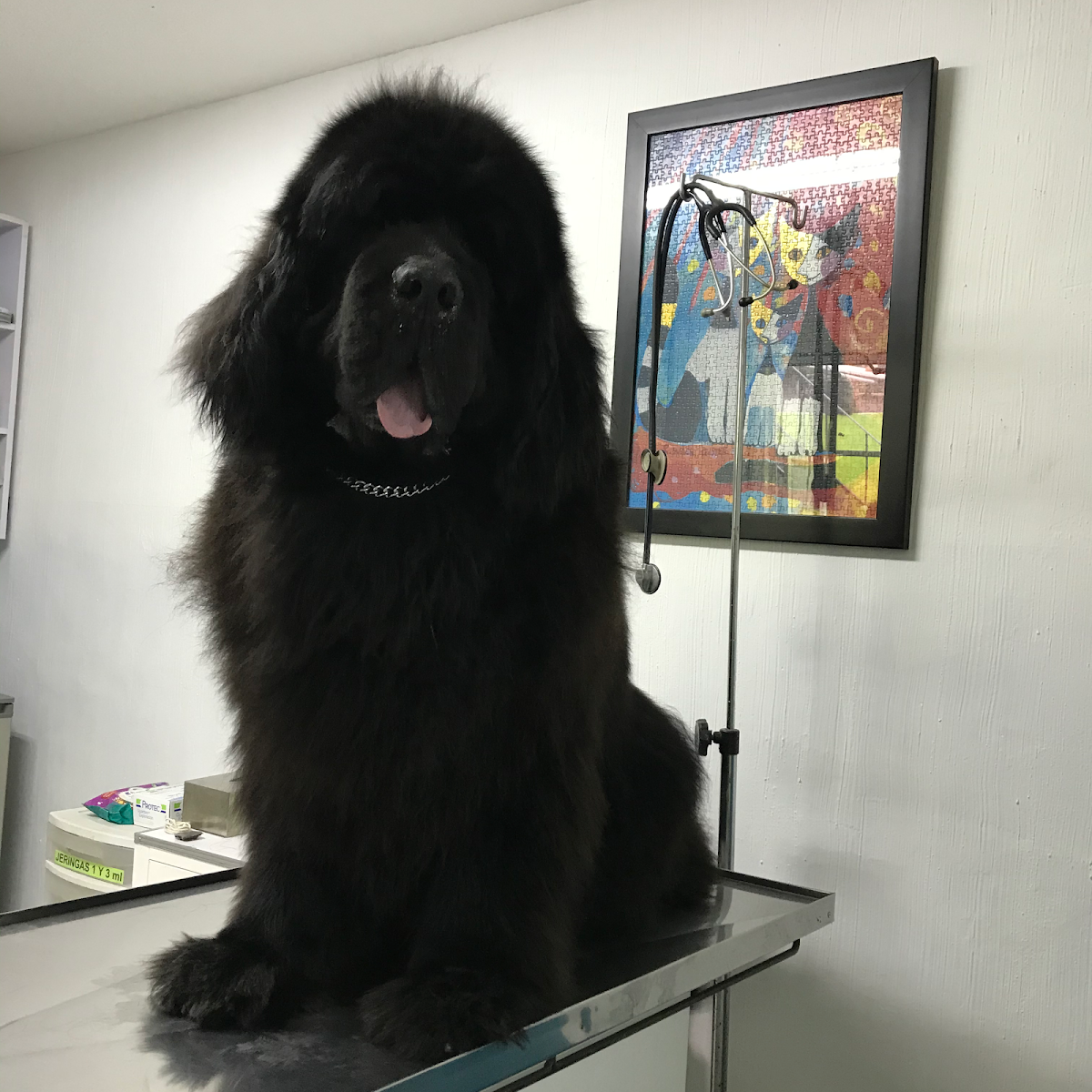 CLÍNICA VETERINARIA CAMPESTRE — foto 3