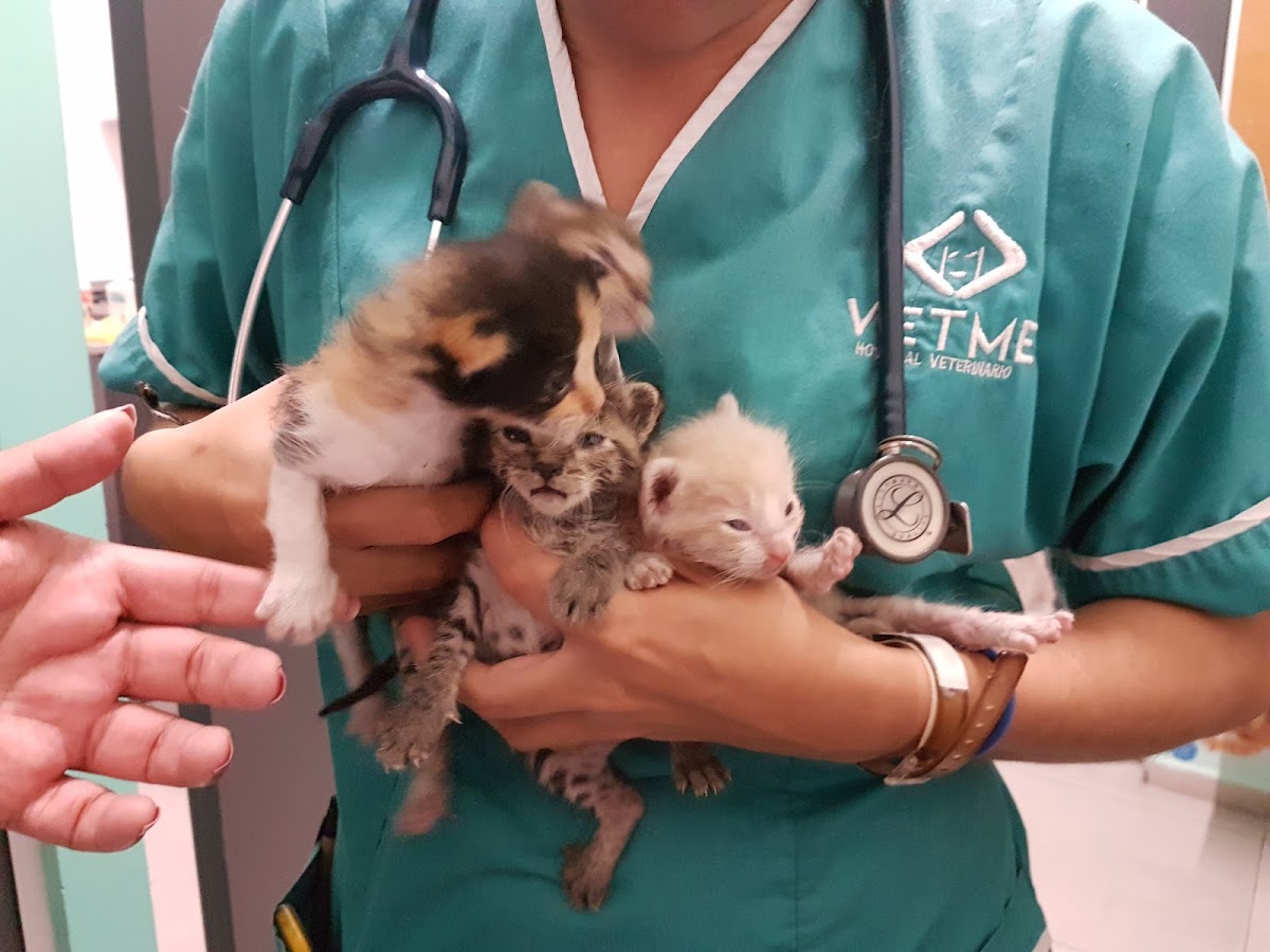 VETME - Hospital Veterinario Hipódromo — foto 4