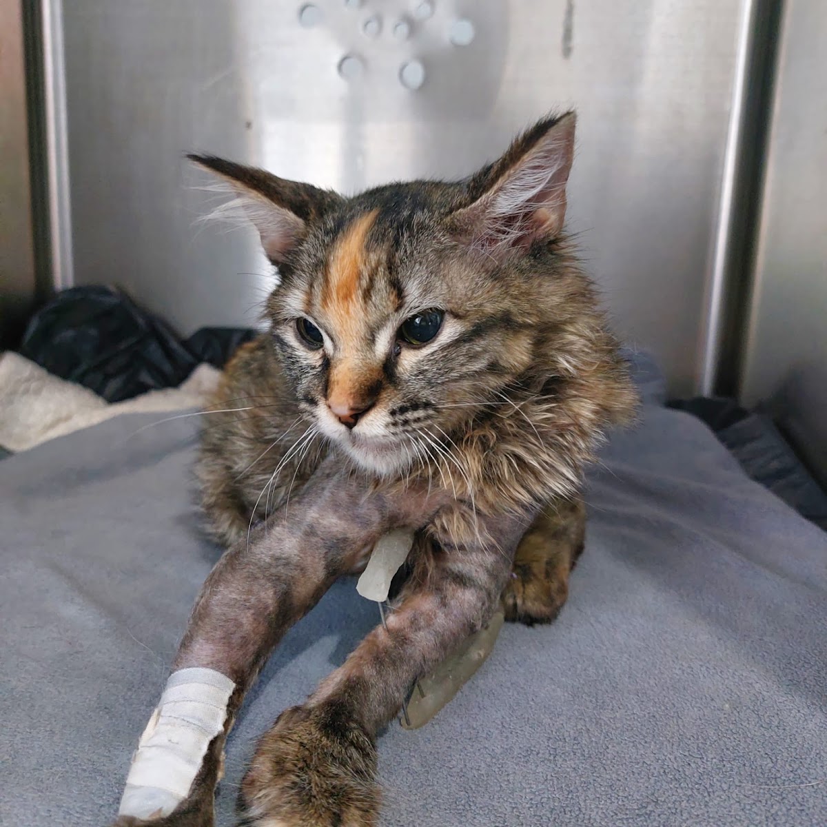 Centro de salud animal — foto 2