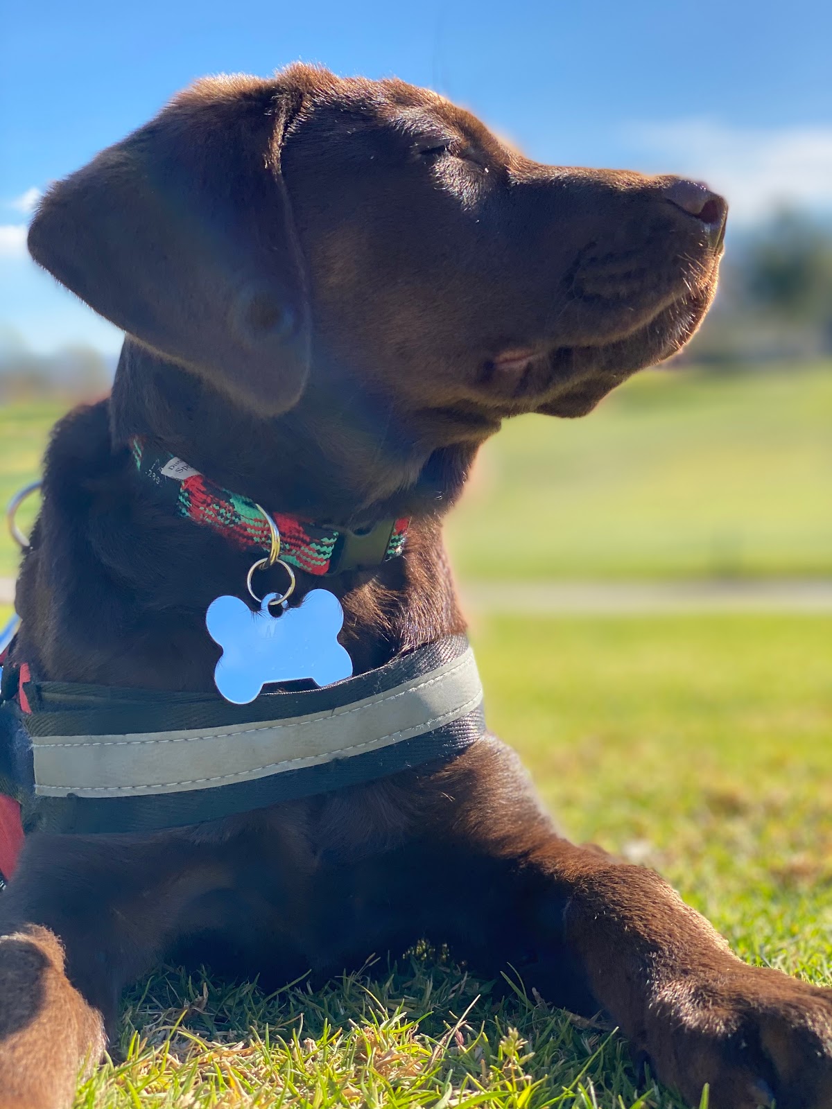 Otay Pet Vets — foto 2