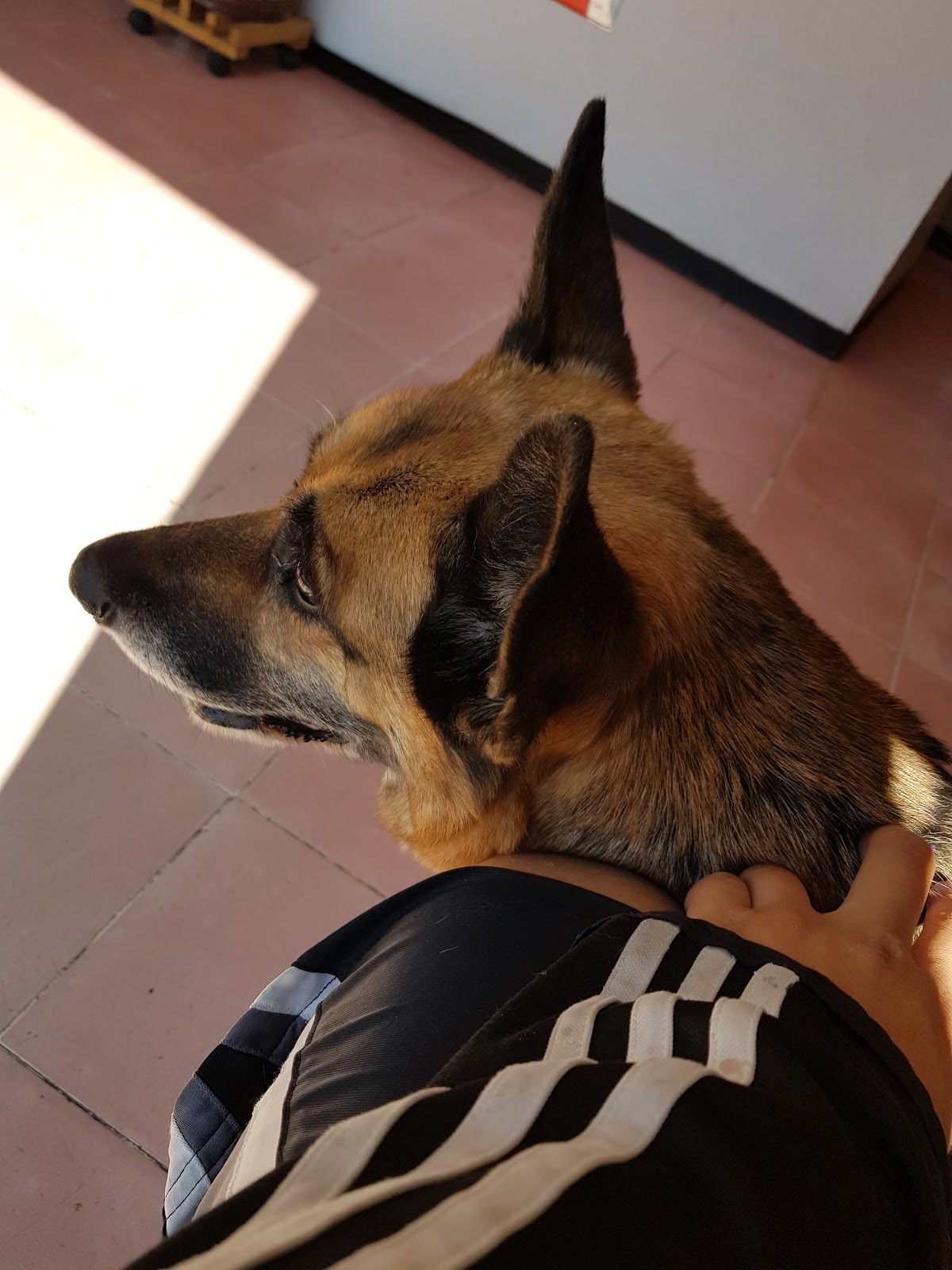 Clinica Veterinaria Animal Kingdom Suc.Porfirio — foto 3