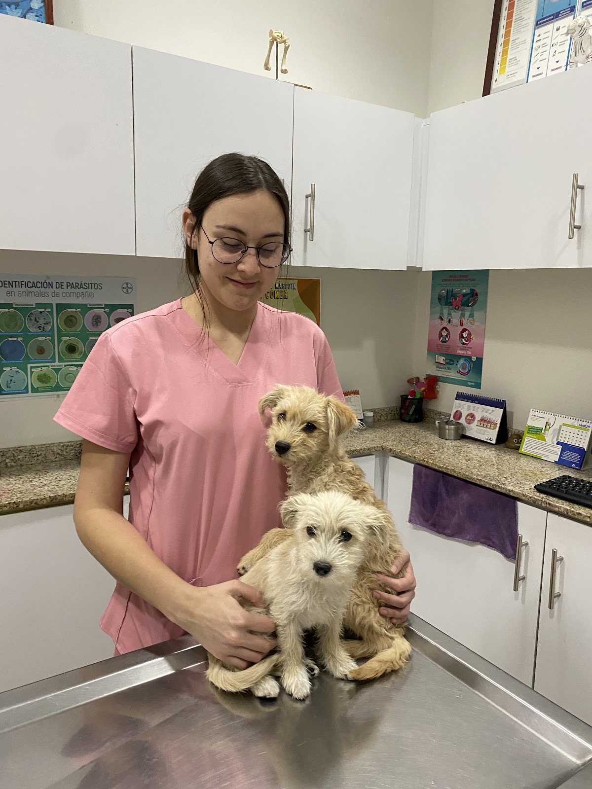 Clinica Veterinaria Animal Kingdom Suc.Porfirio — foto 4