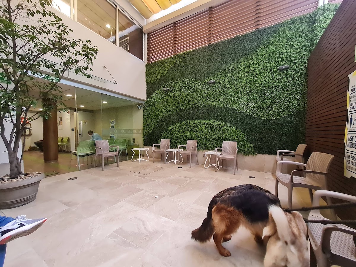 Centro Veterinario México Cirugía — foto 2