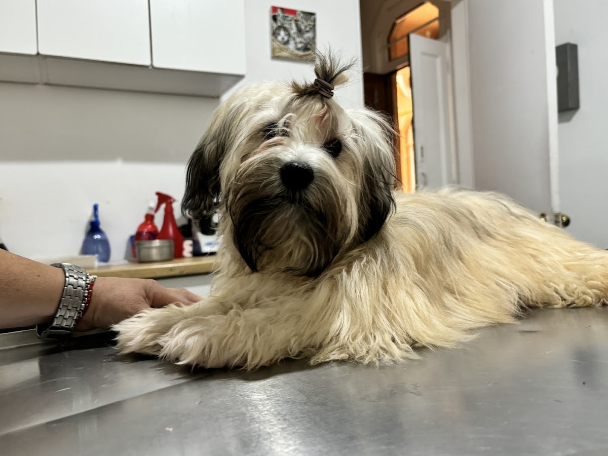 Vets Veterinaria Integral — foto 3