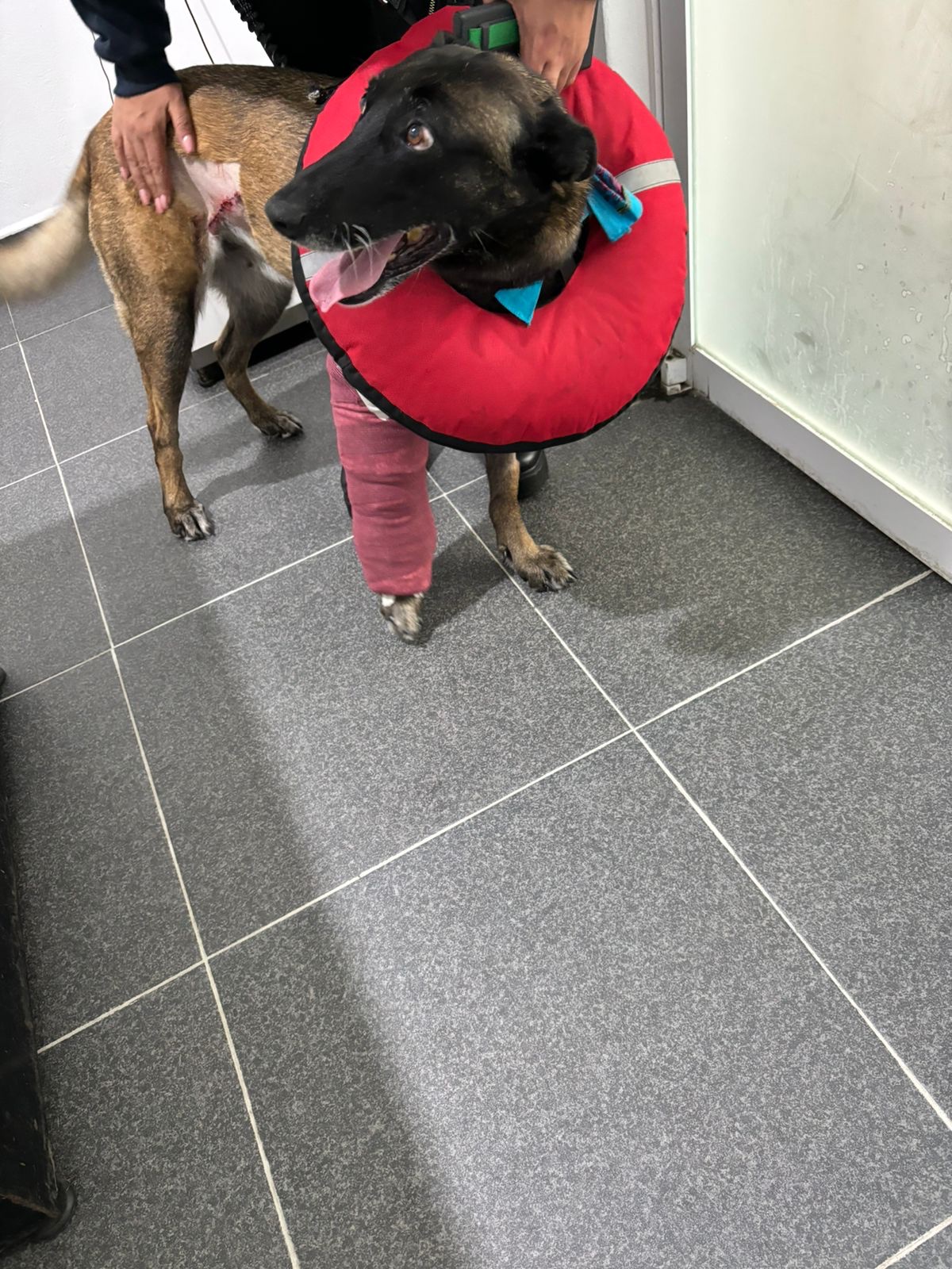 Vets Veterinaria Integral — foto 4