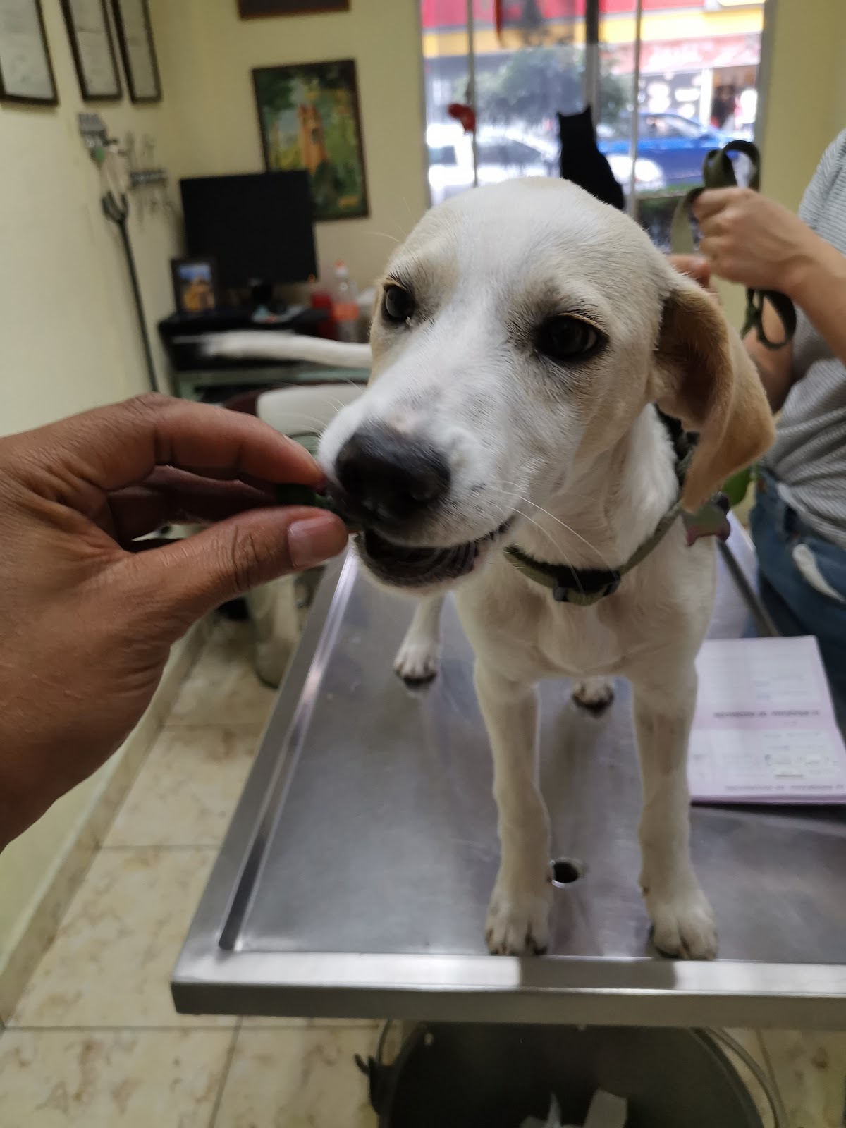Clinica Animal Tehuantepec — foto 4