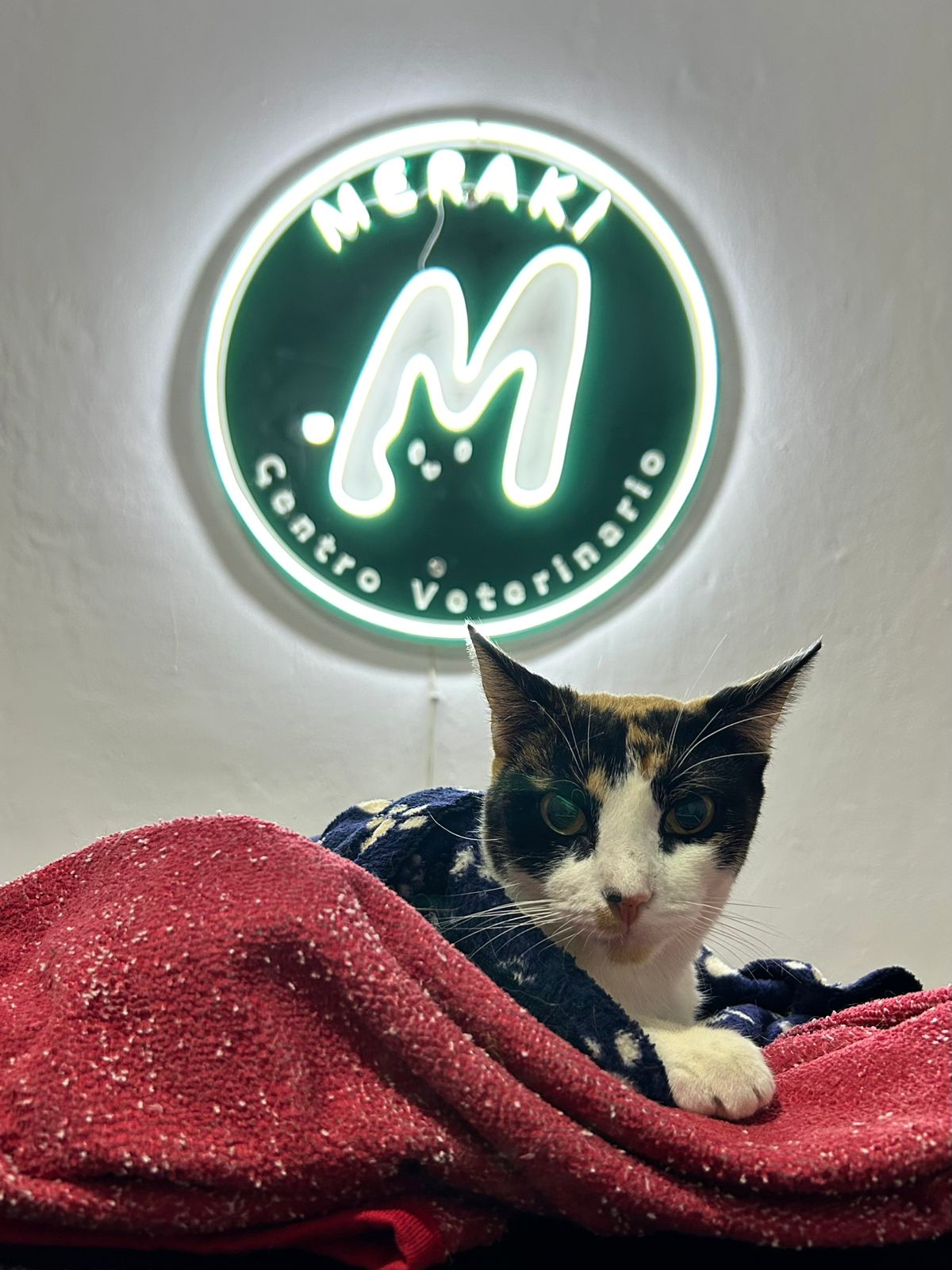Meraki centro veterinario, Otras zonas