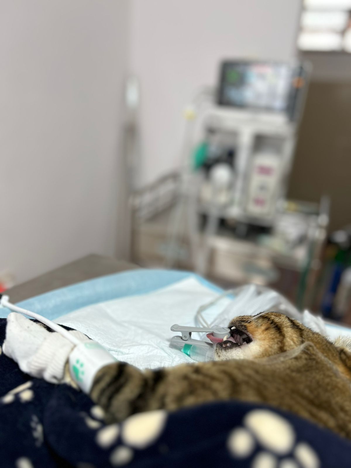 Meraki centro veterinario — foto 2