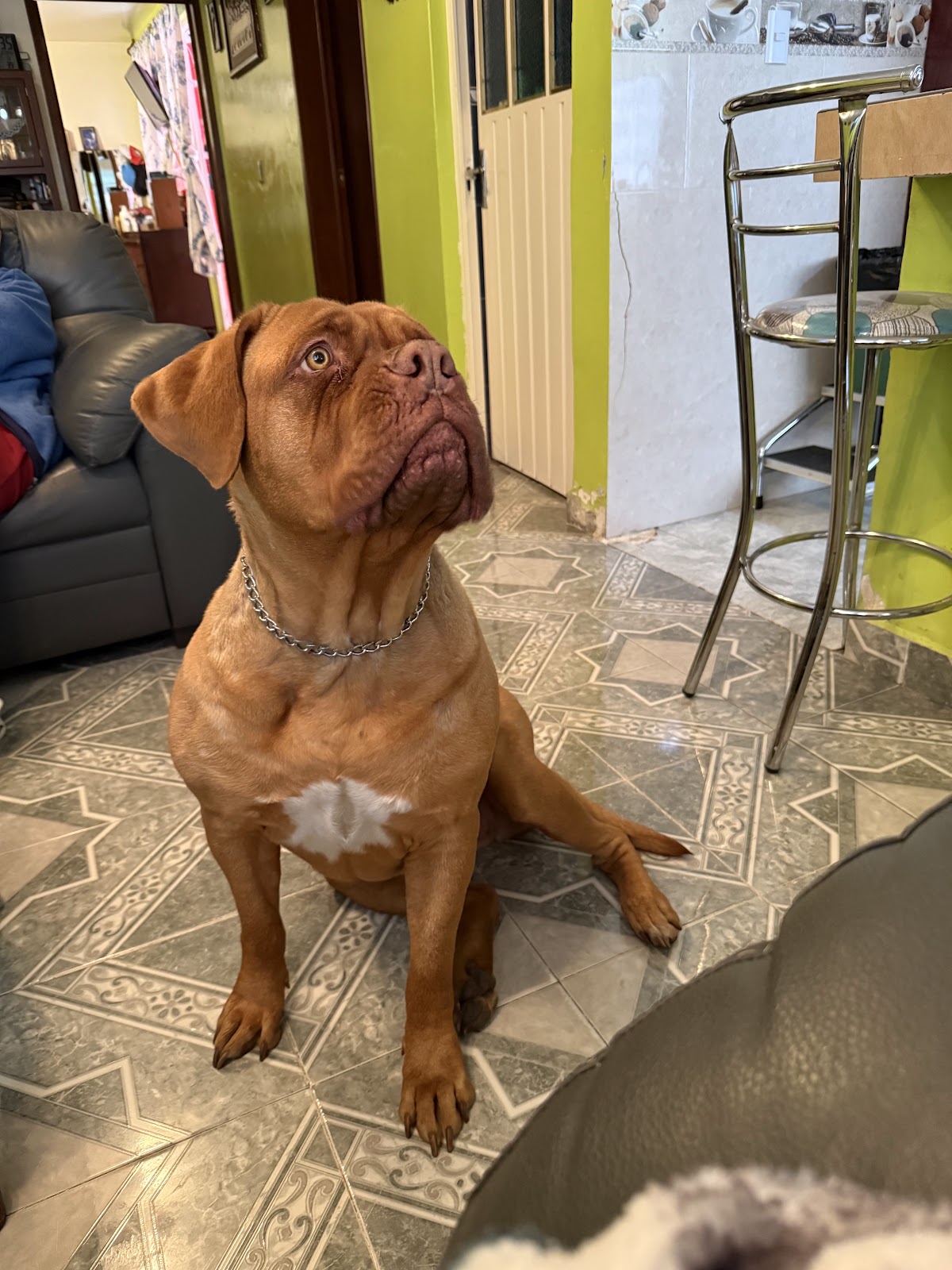 Meraki centro veterinario — foto 4