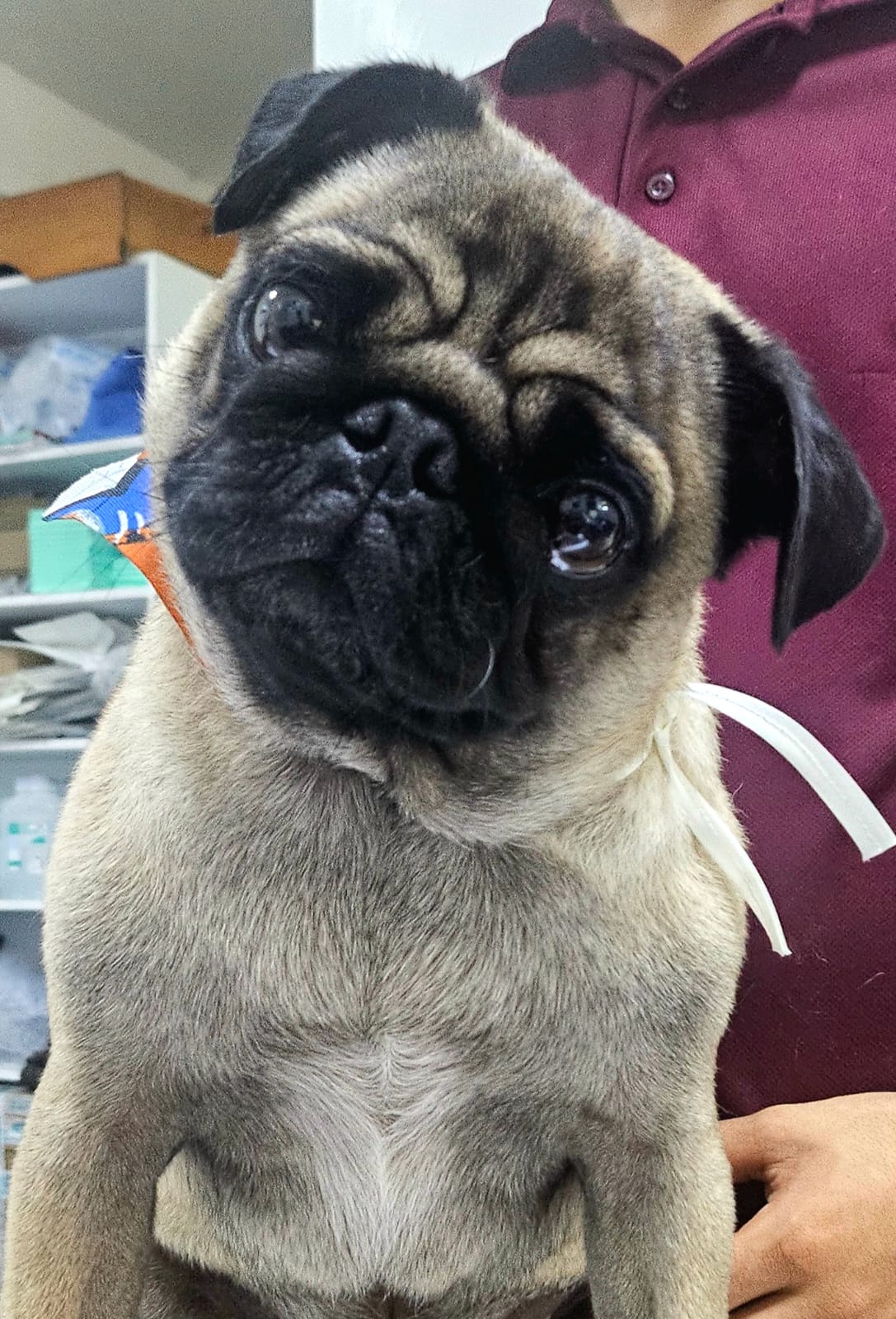 Veterinaria KUKUL Can's — foto 2
