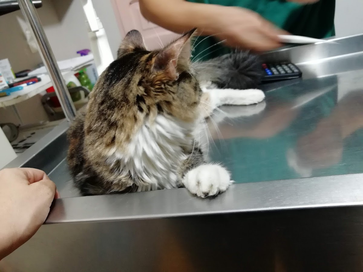 CLÍNICA VETERINARIA FRENCH'S