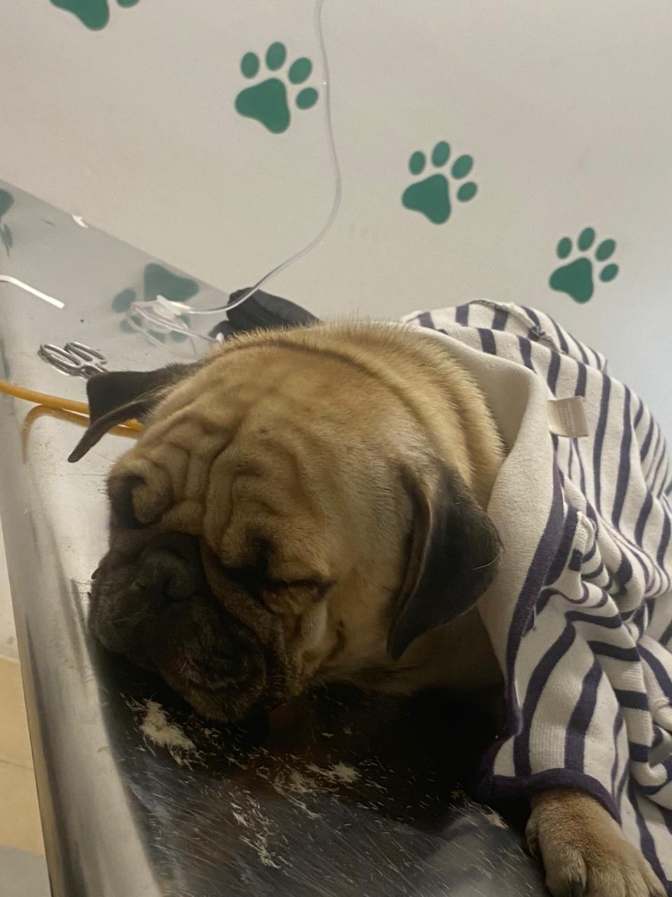 Consultorio veterinario GuzVet — foto 2