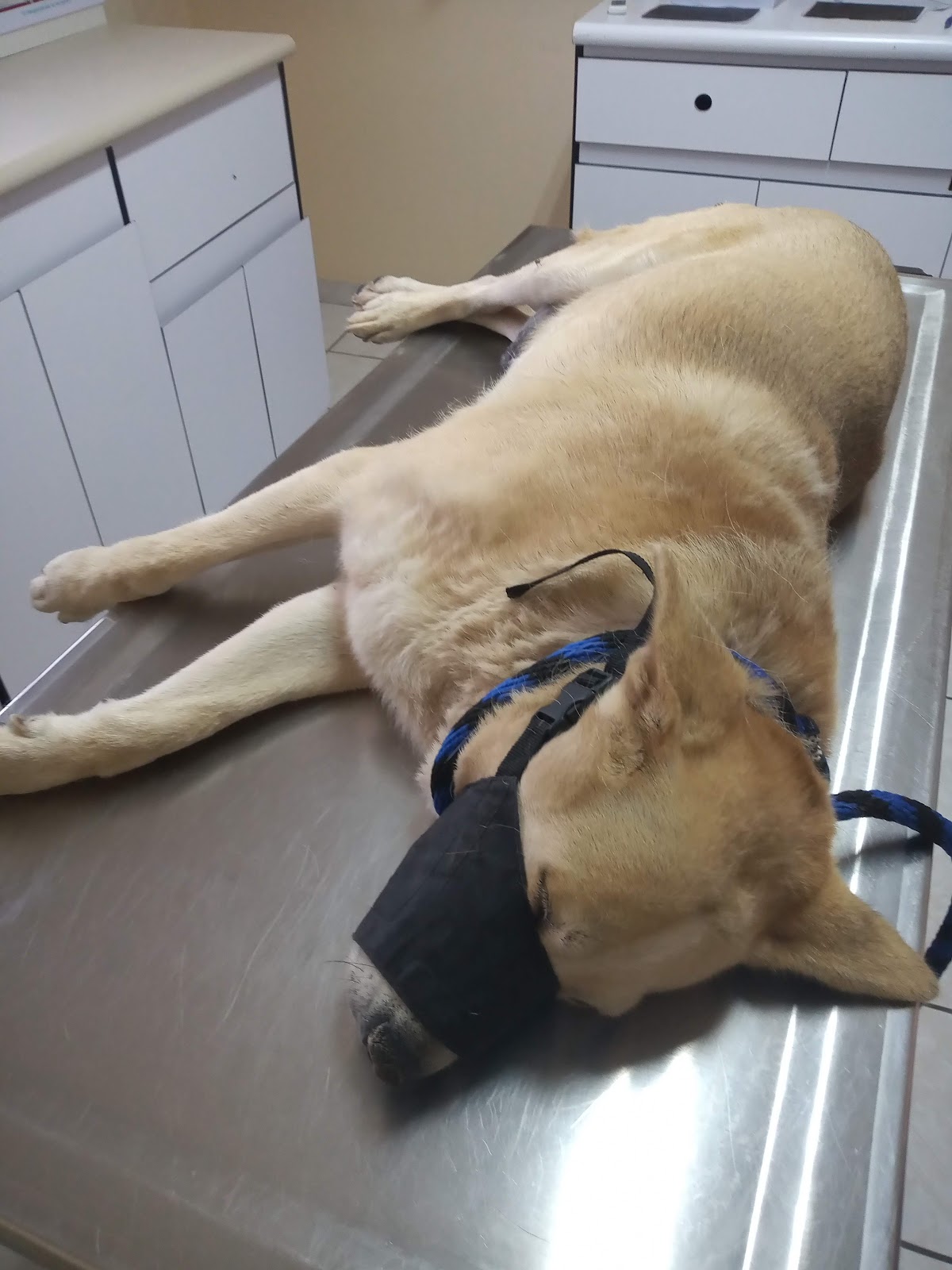 Hospital Veterinario Pets — foto 2