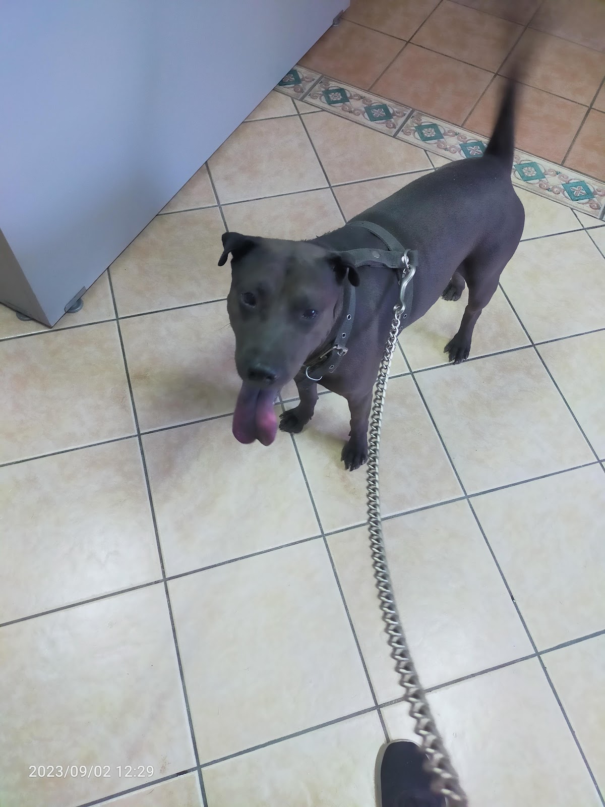 Hospital Veterinario Pets — foto 3