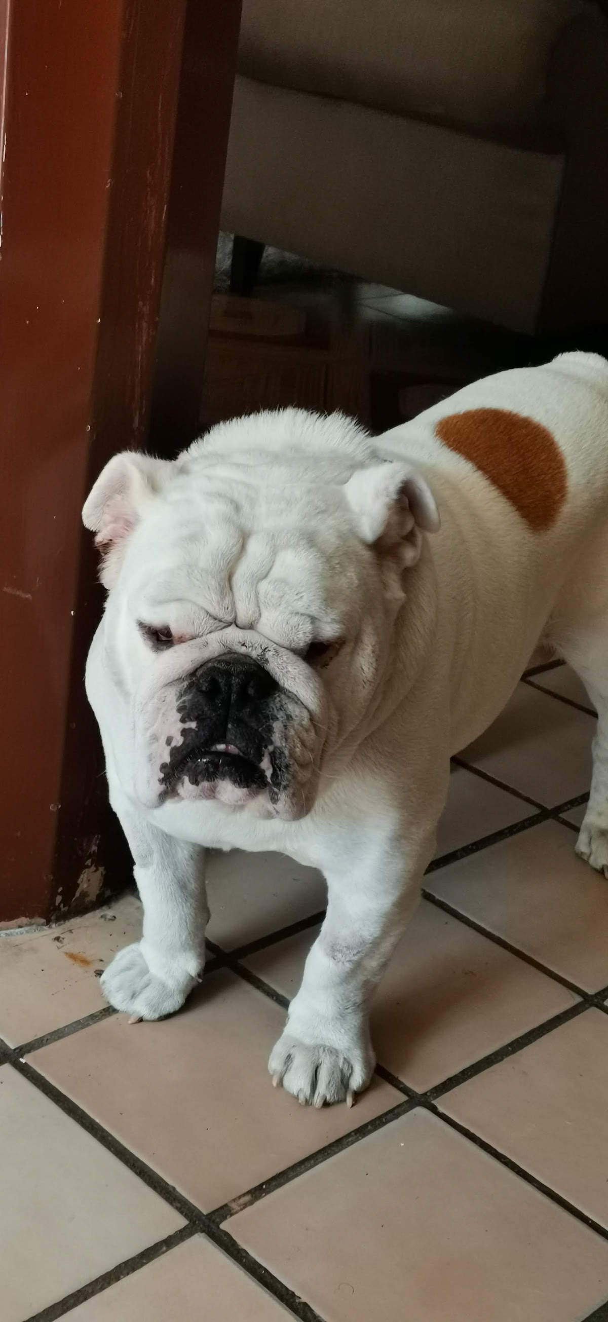 Hospital Veterinario Pets — foto 4