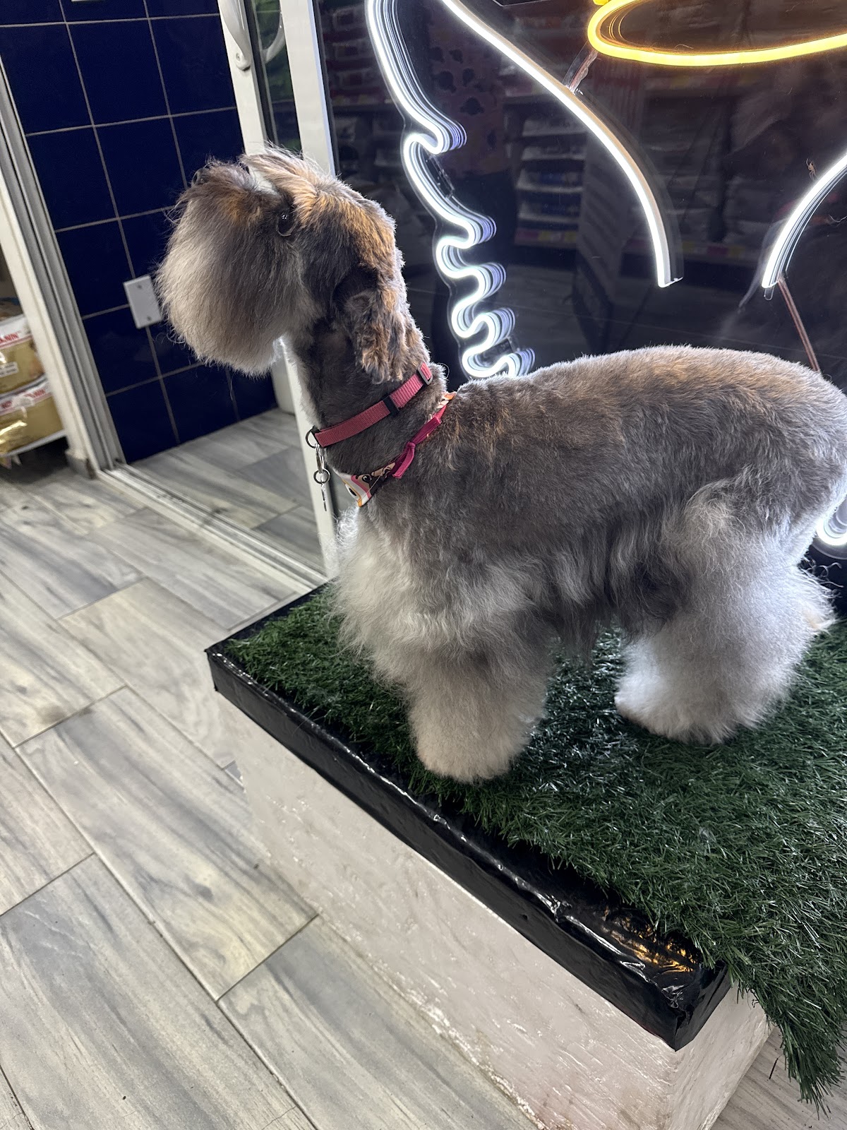 Veterinarias Mister Condesa — foto 2