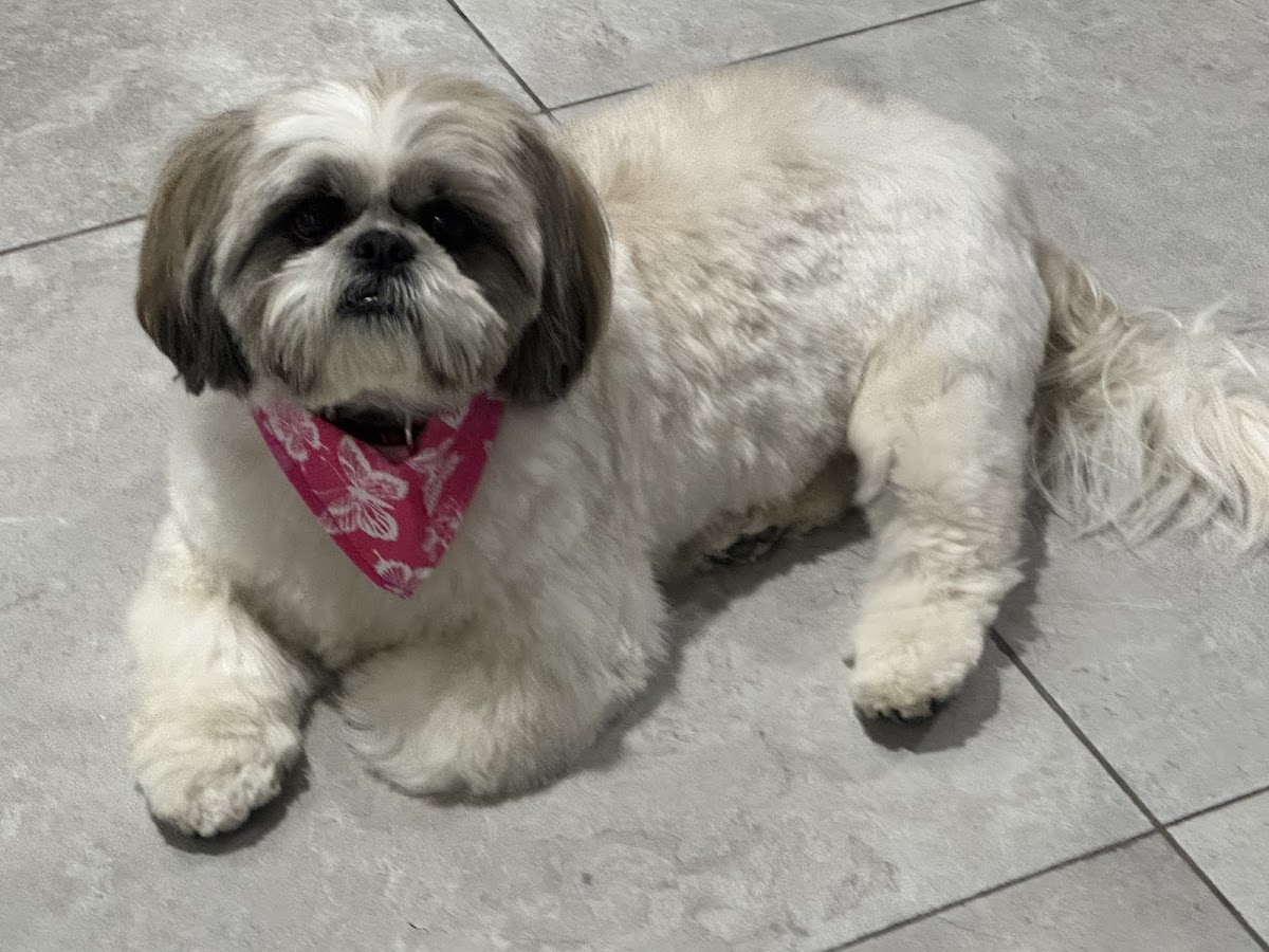 Veterinarias Mister Condesa — foto 3