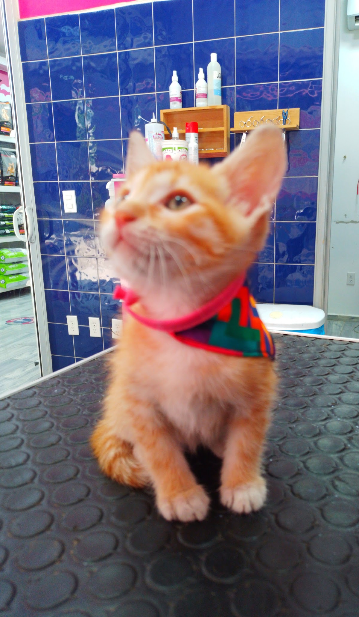 Veterinarias Mister Condesa — foto 4