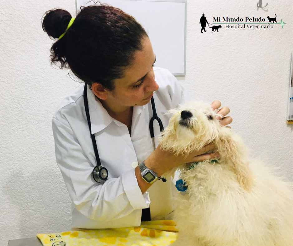 Mi Mundo Peludo - Hospital Veterinario — foto 2