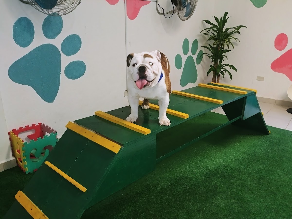 VETERINARIA VIVANIMAL " LA LUNA " — foto 2