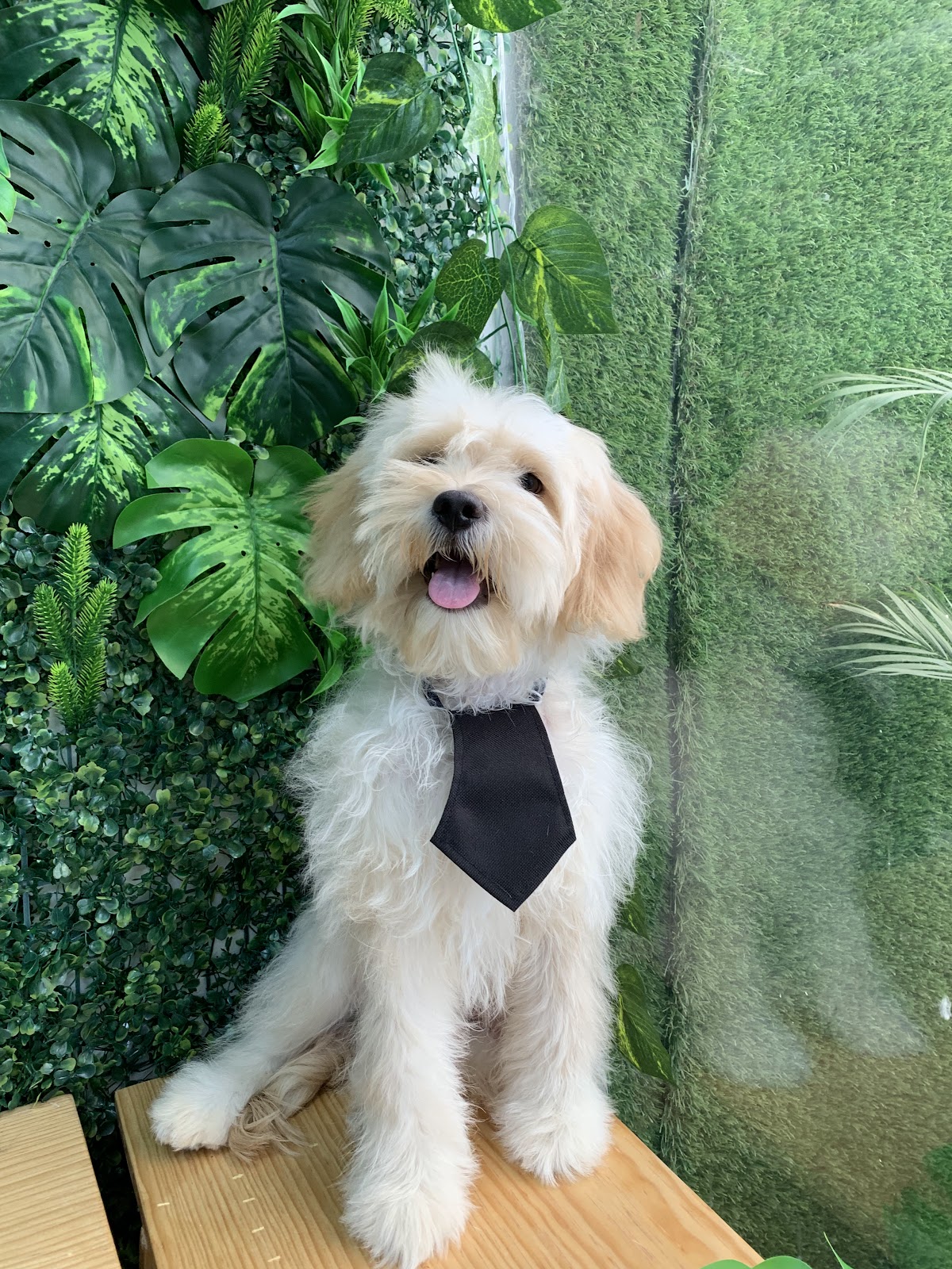 MDC Centro Veterinario — foto 4