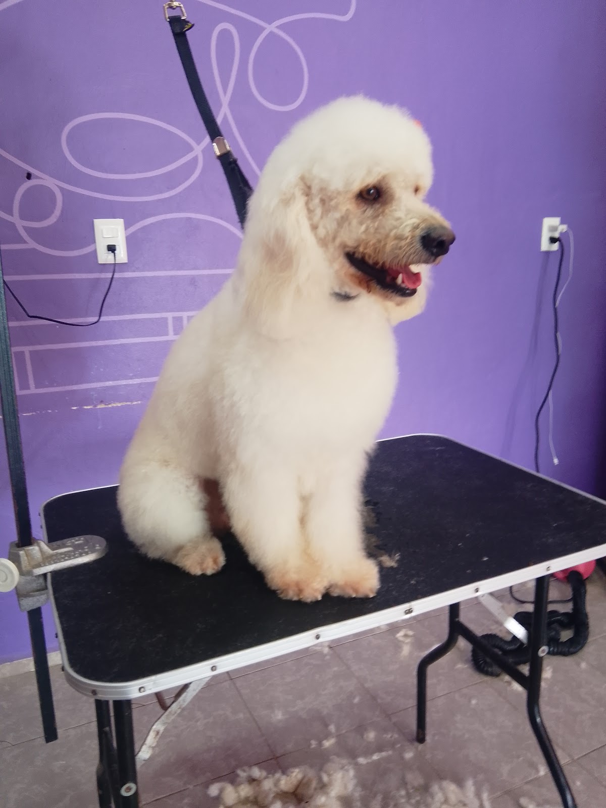 Can Can Clínica Veterinaria y Estética Canina — foto 2