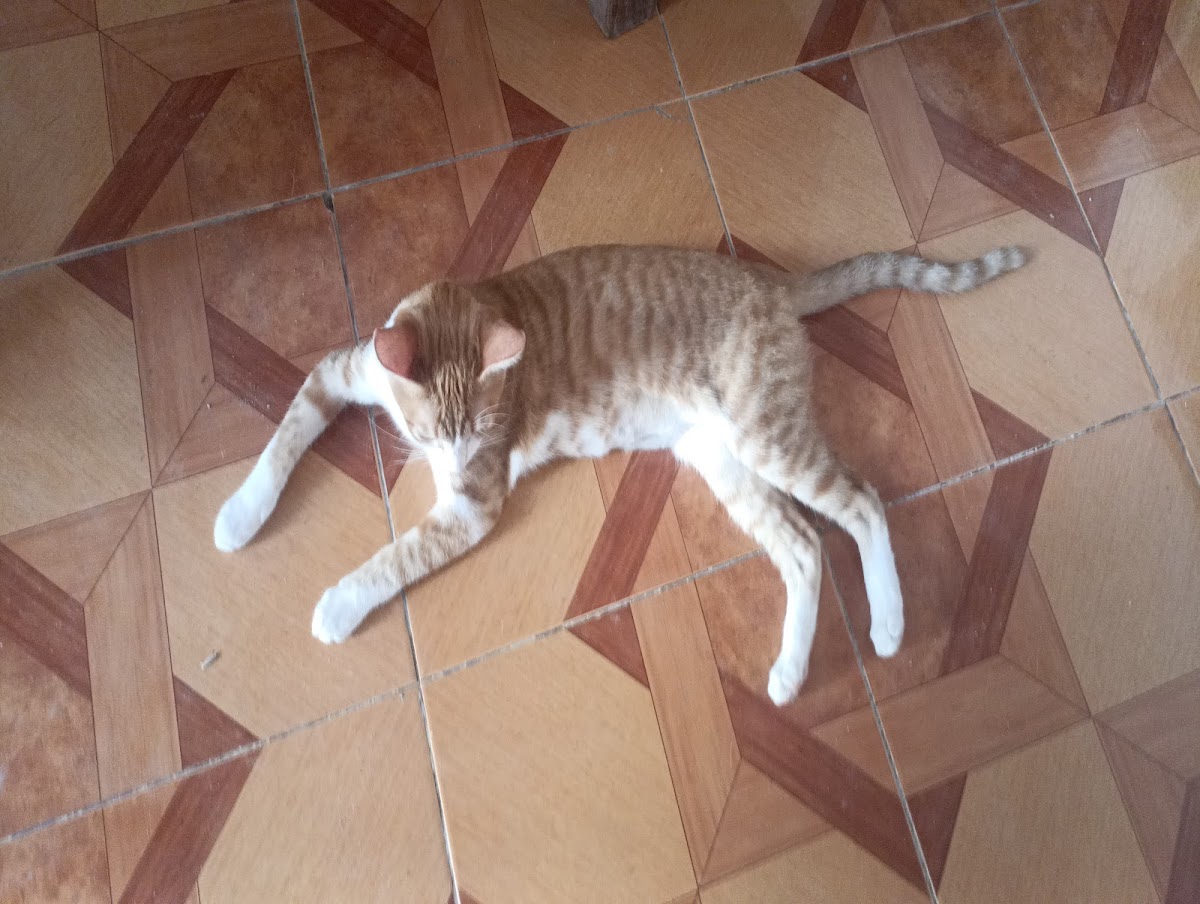 Can Can Clínica Veterinaria y Estética Canina — foto 3