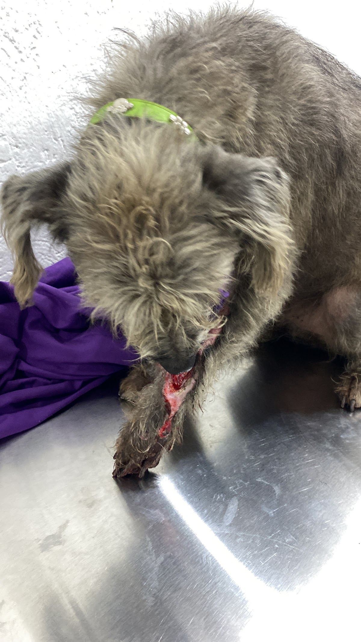 Can Can Clínica Veterinaria y Estética Canina — foto 4