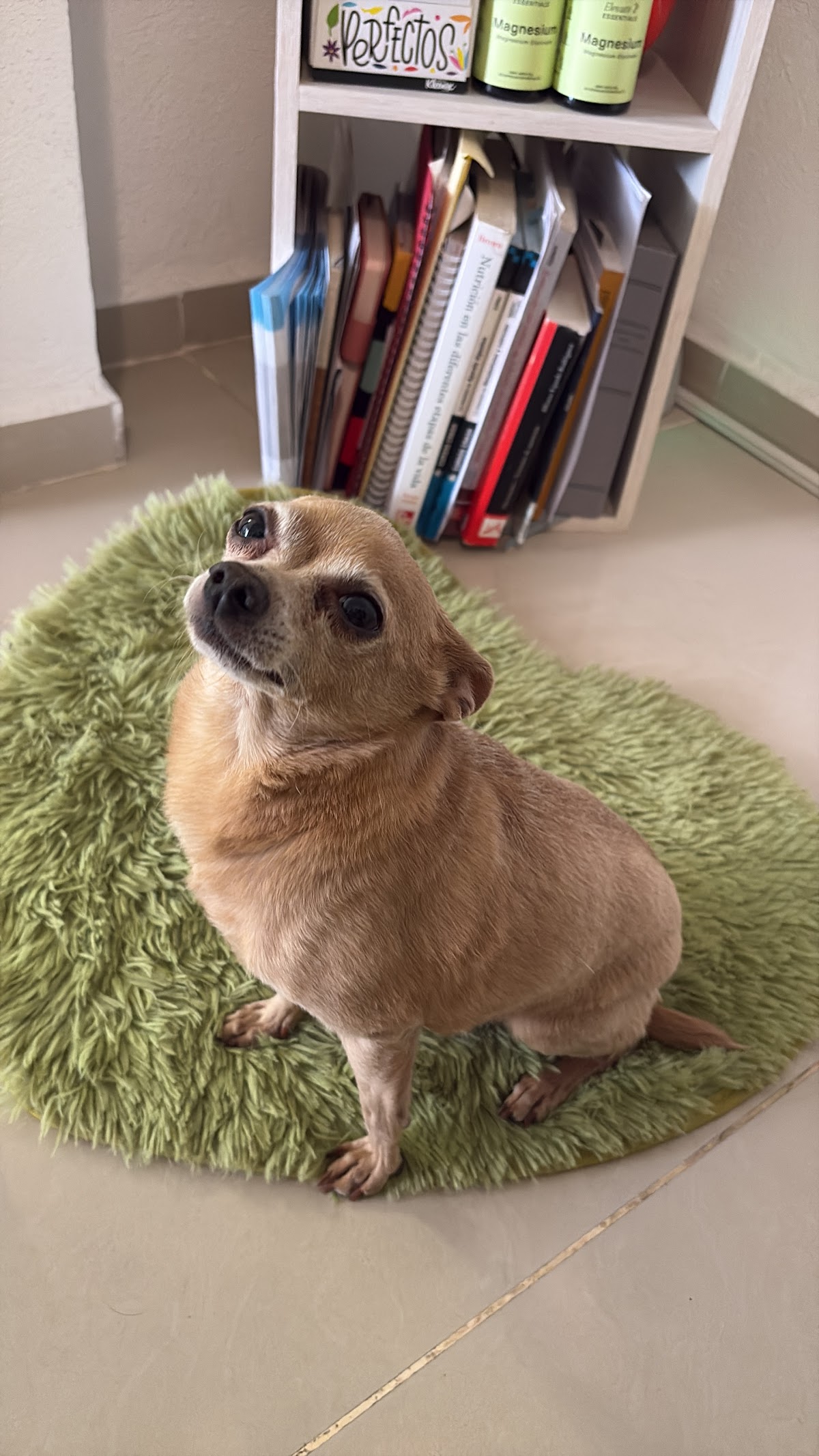 Vet-Shercam — foto 4