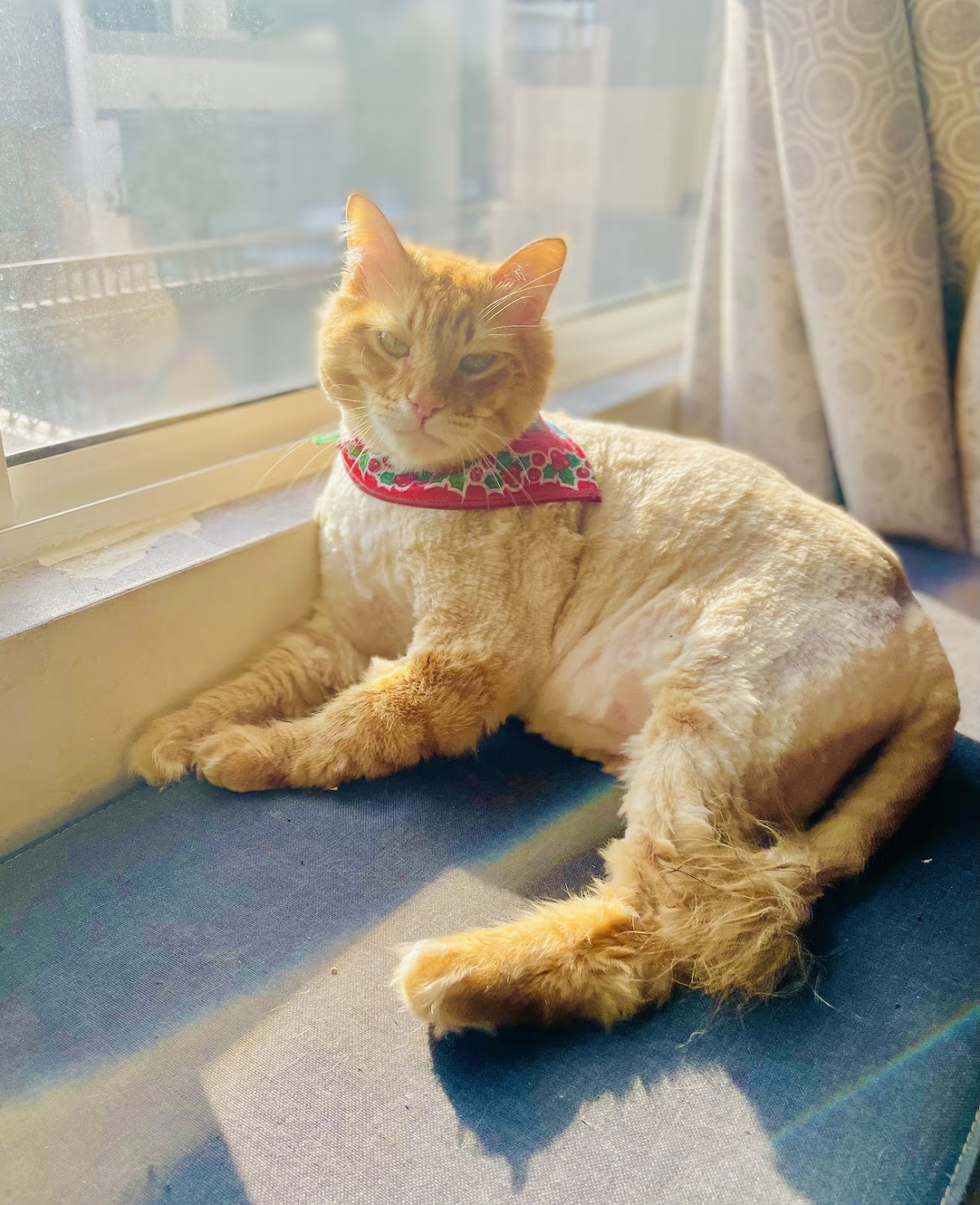 Pet Choice — foto 3