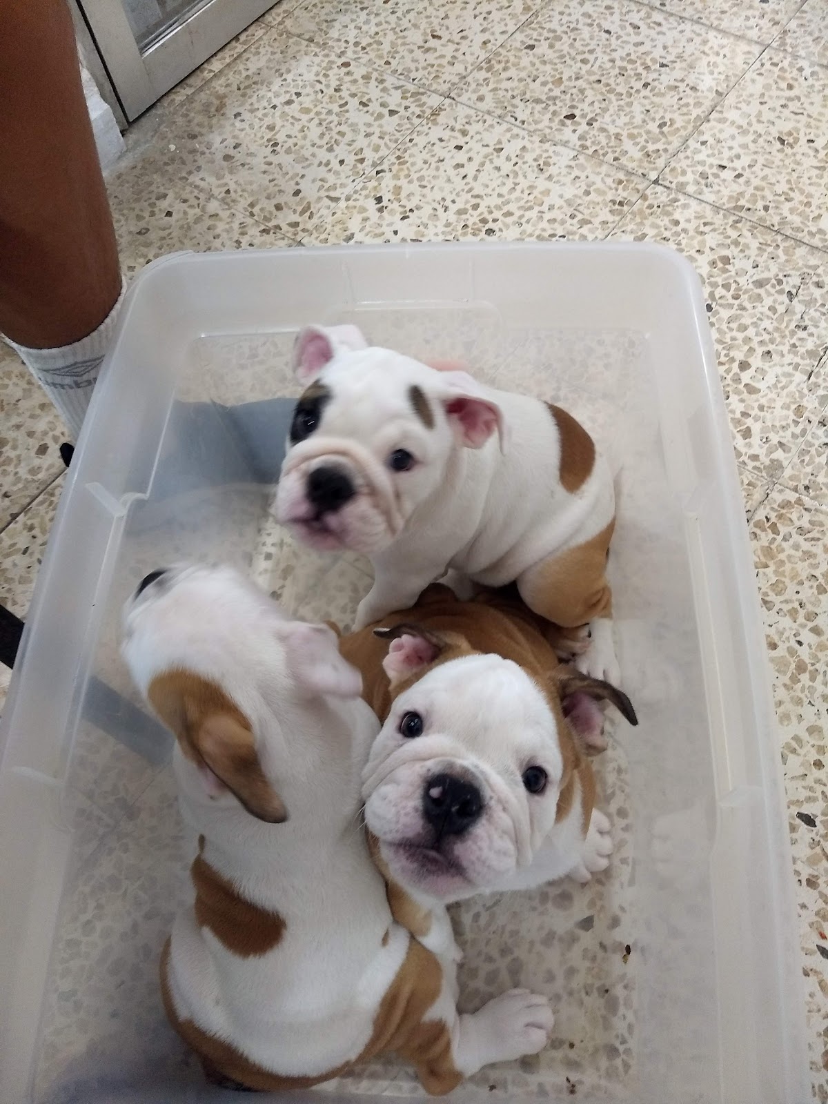 Clinica Veterinaria La Mercantil