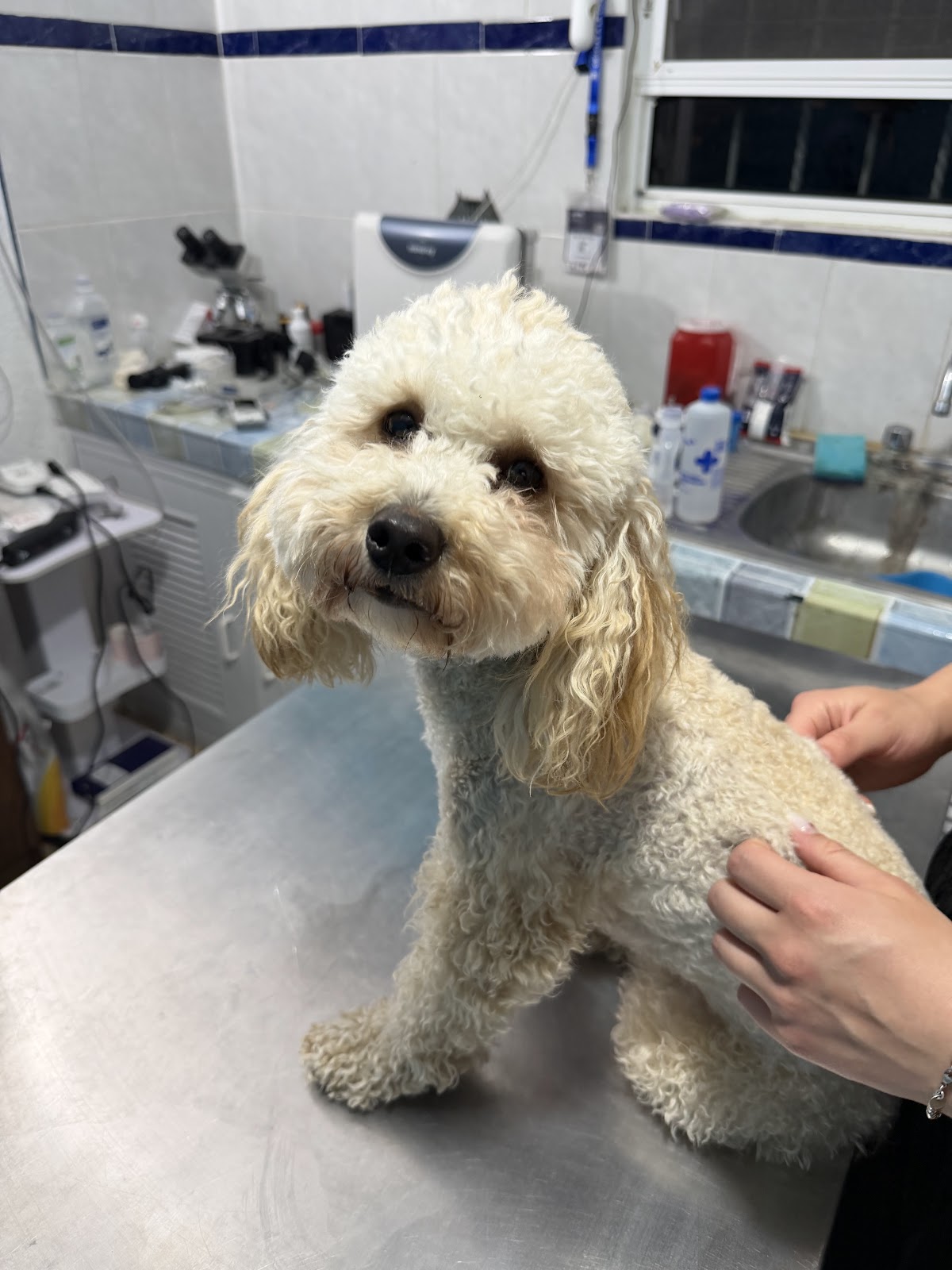 CEVET- Clínica Especializada Veterinaria — foto 2