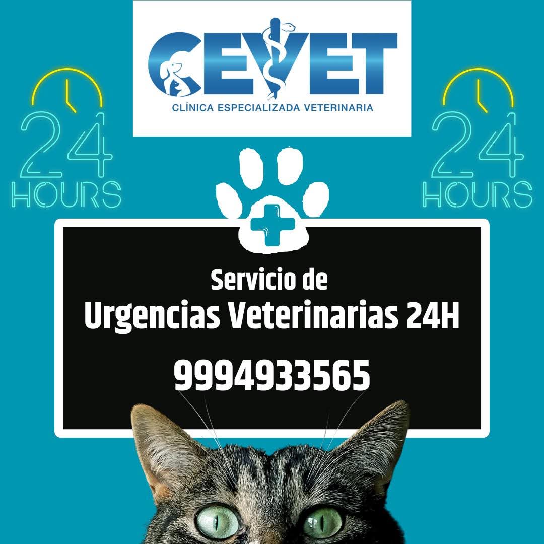 CEVET- Clínica Especializada Veterinaria — foto 4