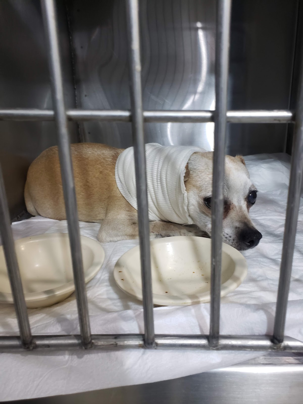 HOSPITAL VETERINARIO CANEM — foto 4