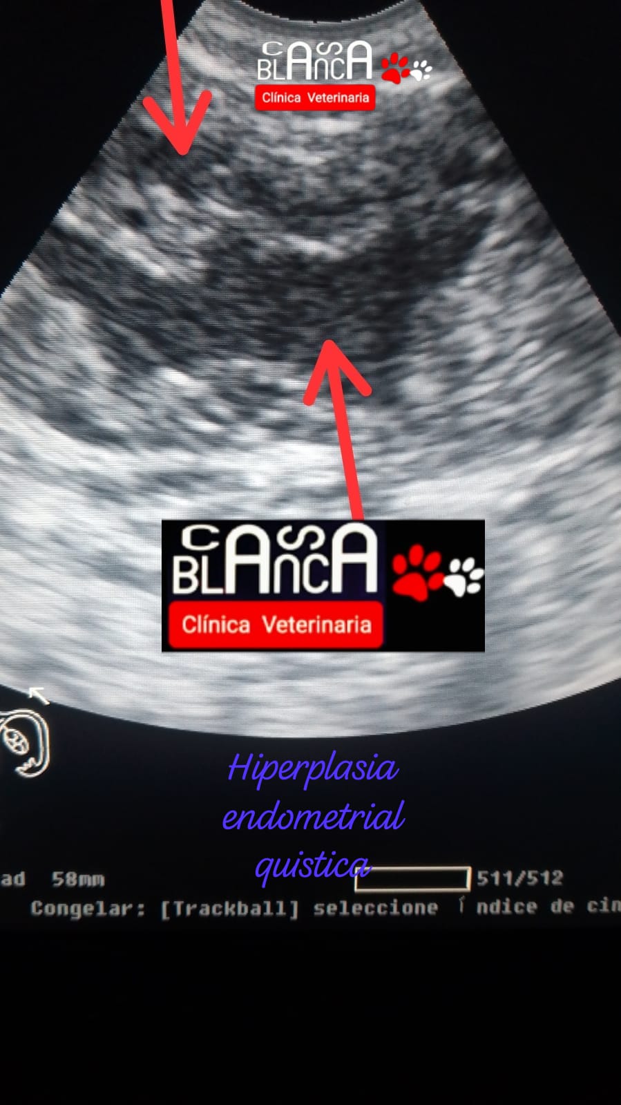 CLINICA VETERINARIA CASA BLANCA ,Estética,Acuario