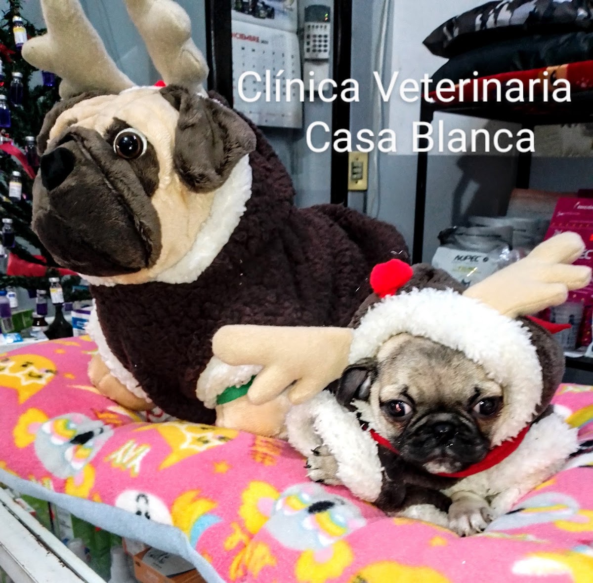 CLINICA VETERINARIA CASA BLANCA ,Estética,Acuario — foto 2