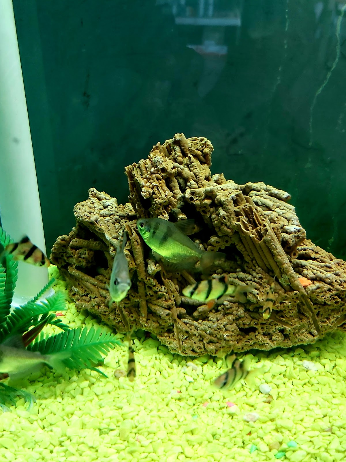 CLINICA VETERINARIA CASA BLANCA ,Estética,Acuario — foto 3