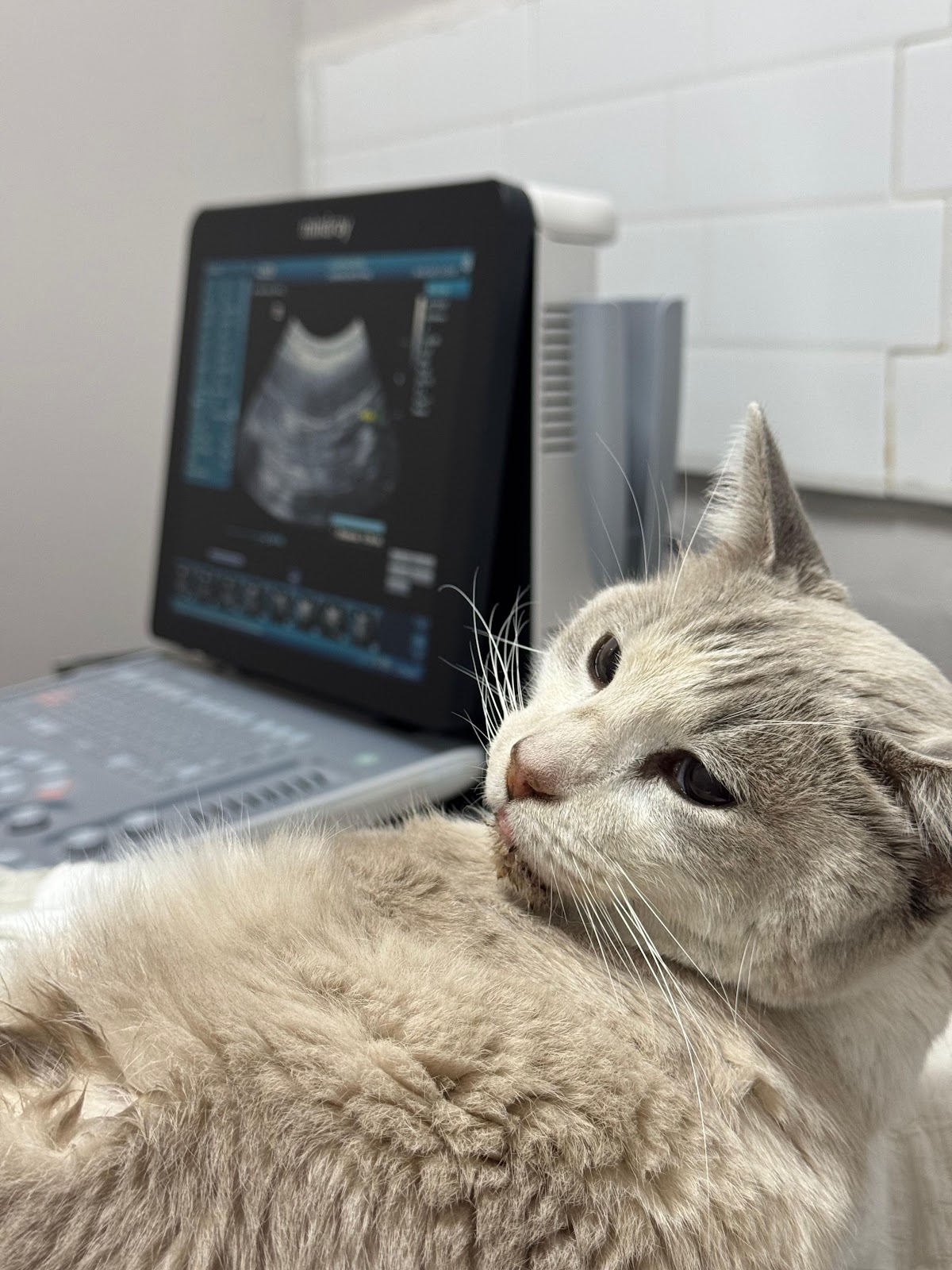 Hospital Veterinario González Guerrero