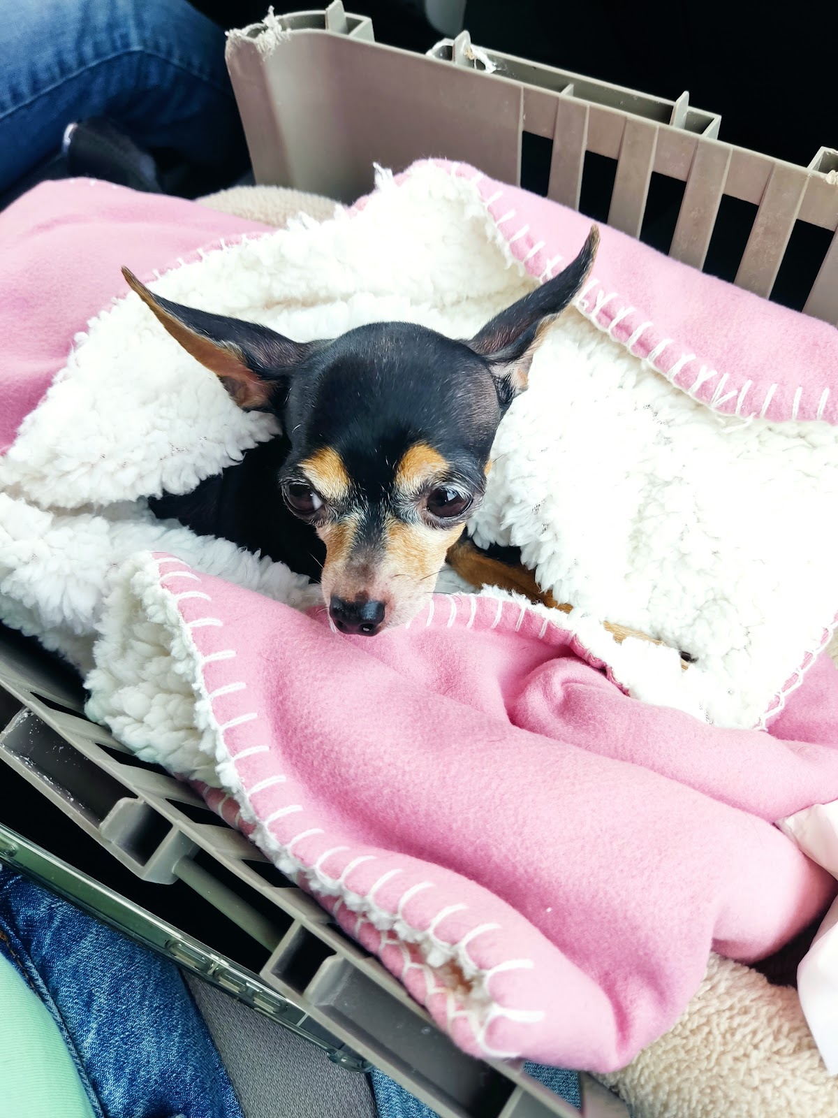 Hospital Veterinario González Guerrero — foto 4