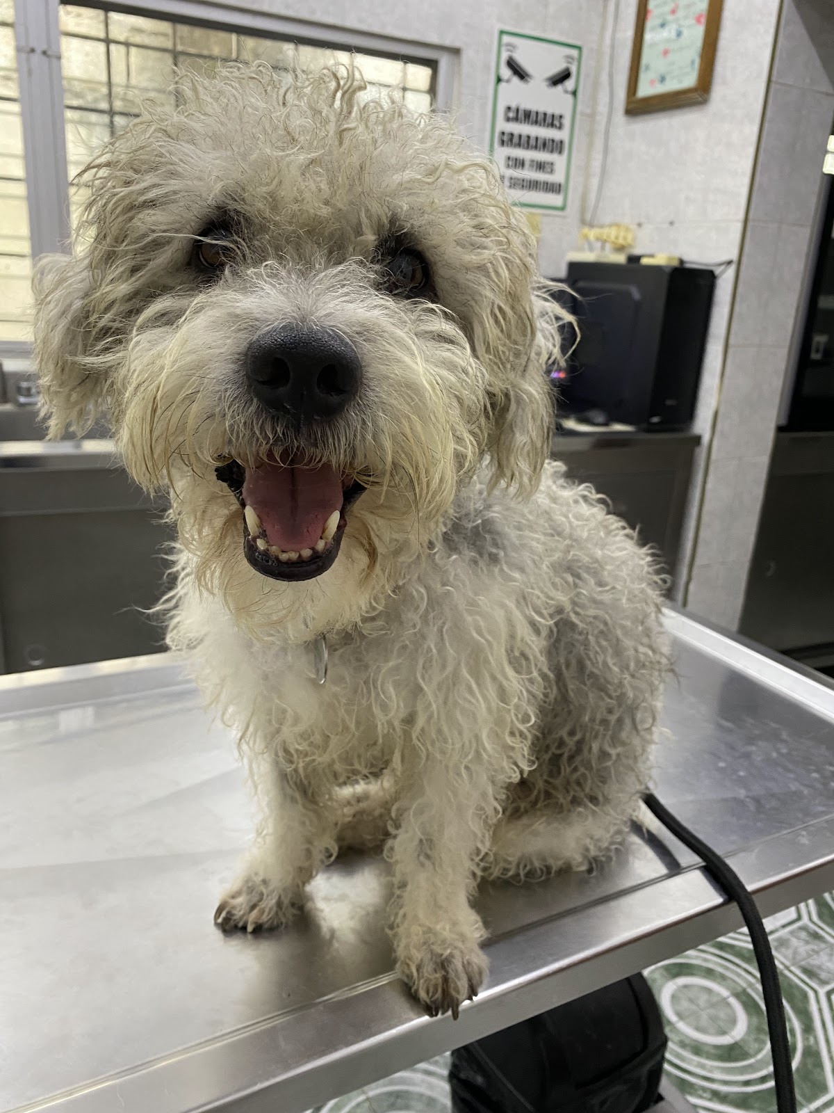 HOSPITAL VETERINARIO+ EL NIÑO DE ATOCHA — foto 2