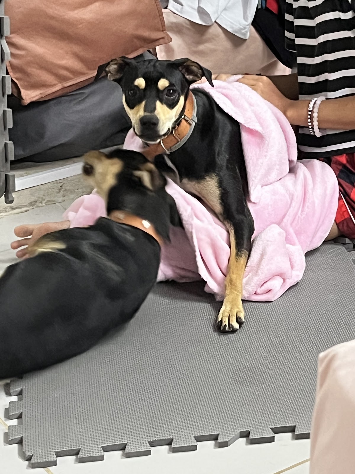 HOSPITAL VETERINARIO+ EL NIÑO DE ATOCHA — foto 3