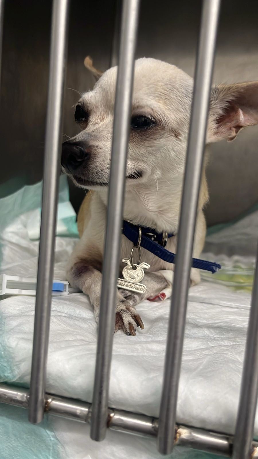 HOSPITAL VETERINARIO+ EL NIÑO DE ATOCHA — foto 4