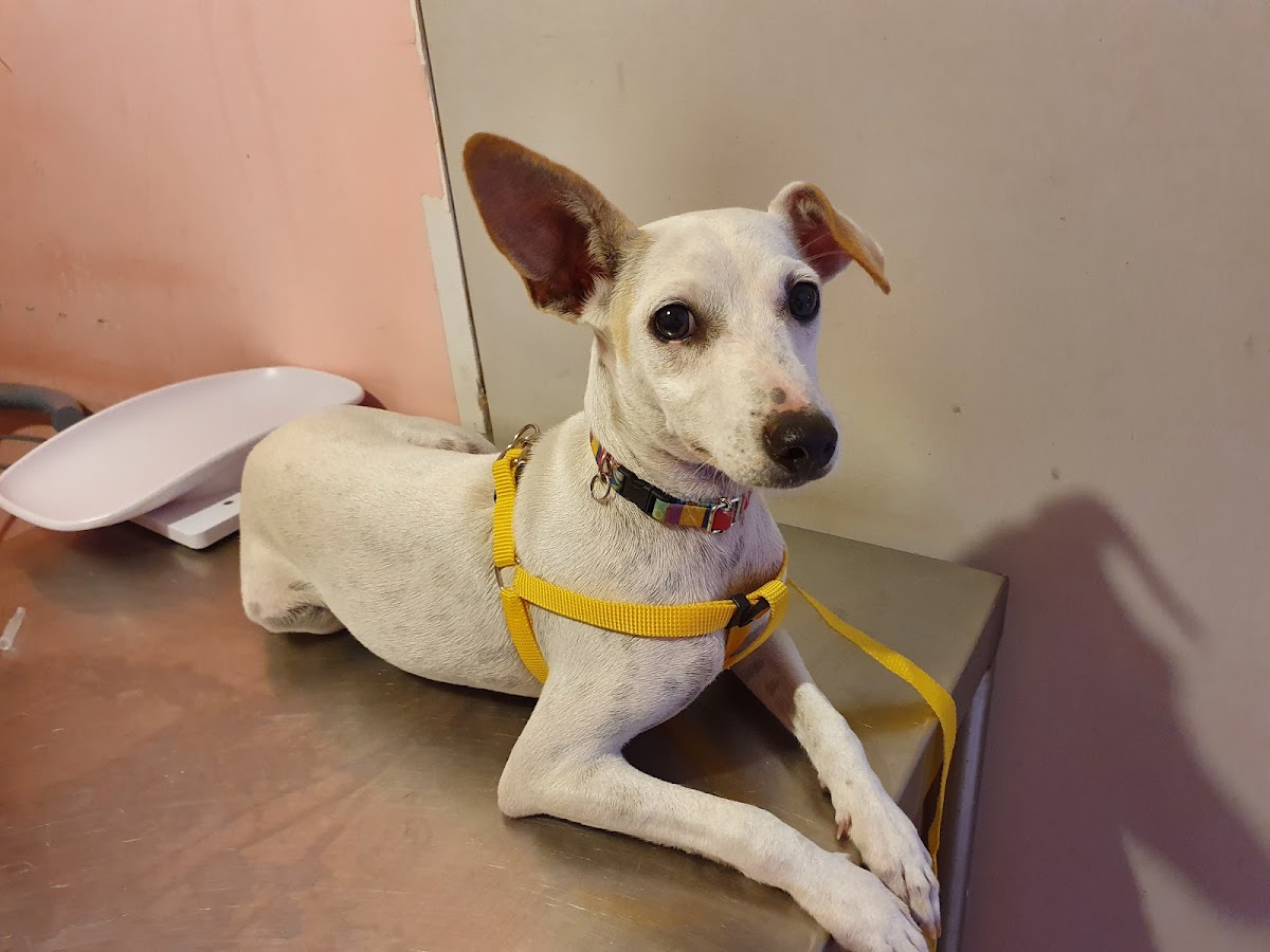 Veterinaria Villalobos — foto 4