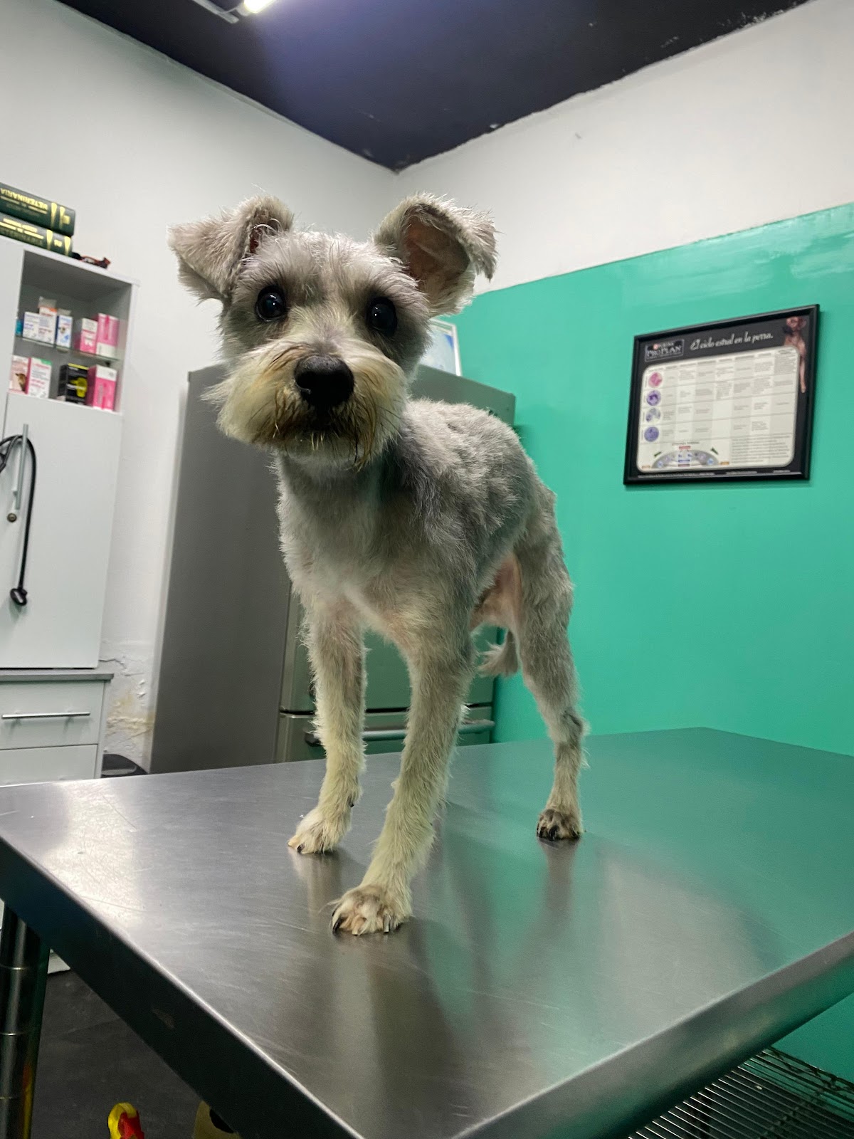 Clínica Veterinaria Dr. Luna — foto 3