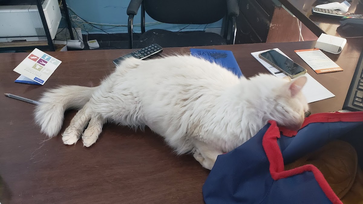 Shepherd Vet & Lab — foto 3