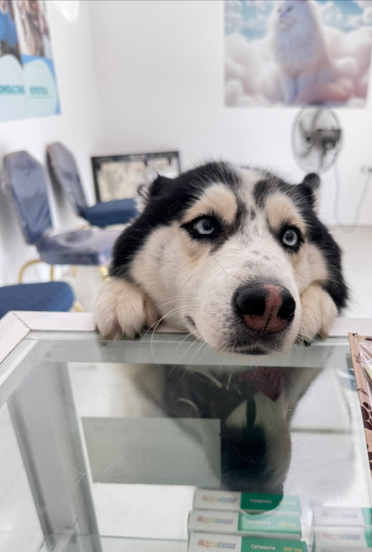 Animal Vet — foto 2