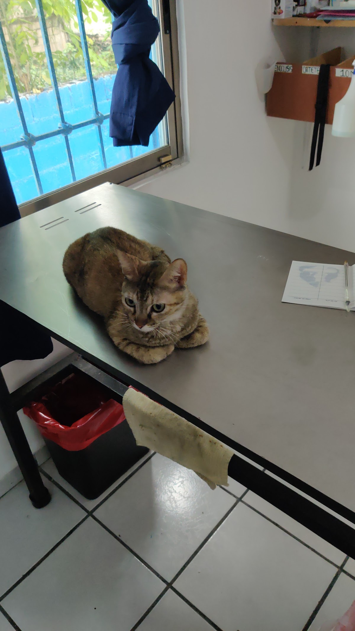 Animal Vet — foto 4