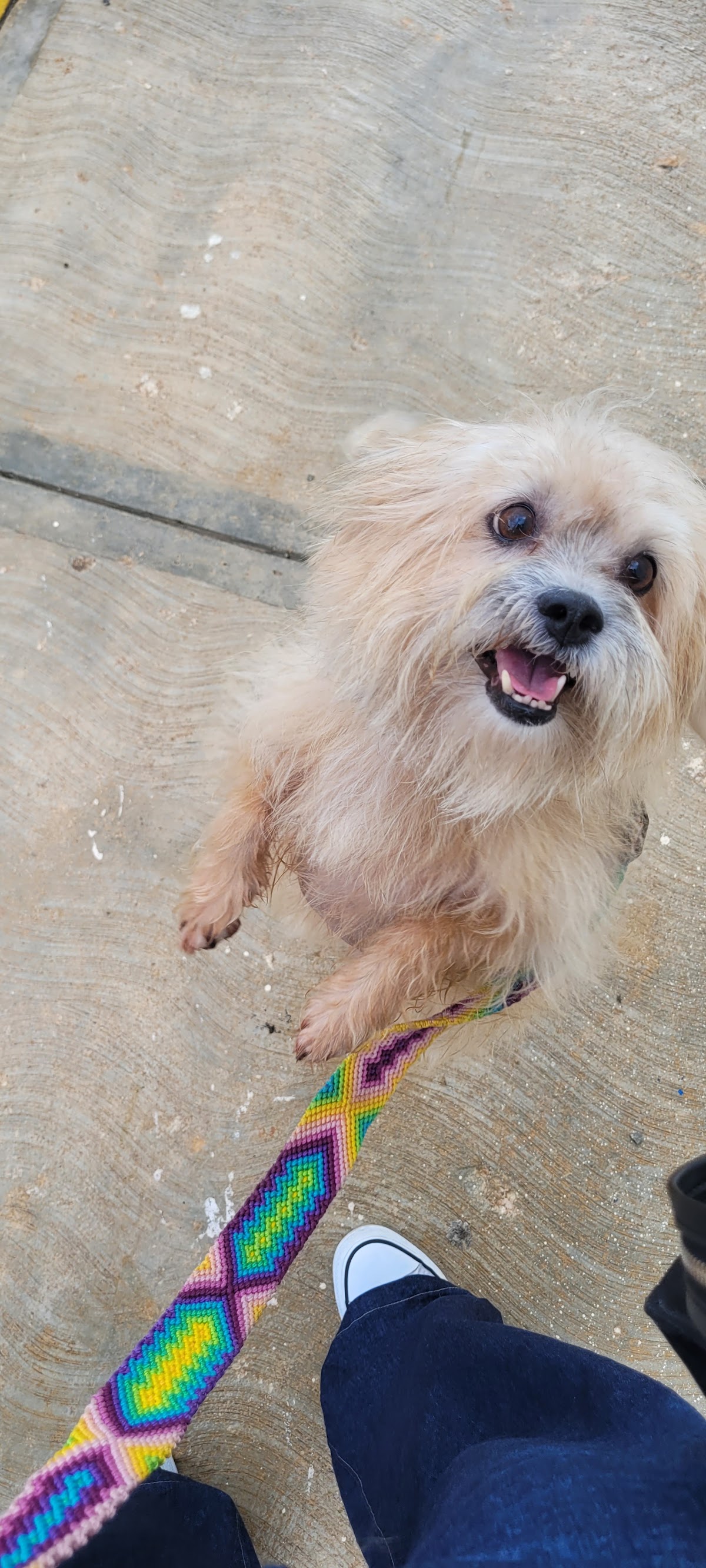 Clínica Veterinaria Mascotas boutique & spa — foto 4