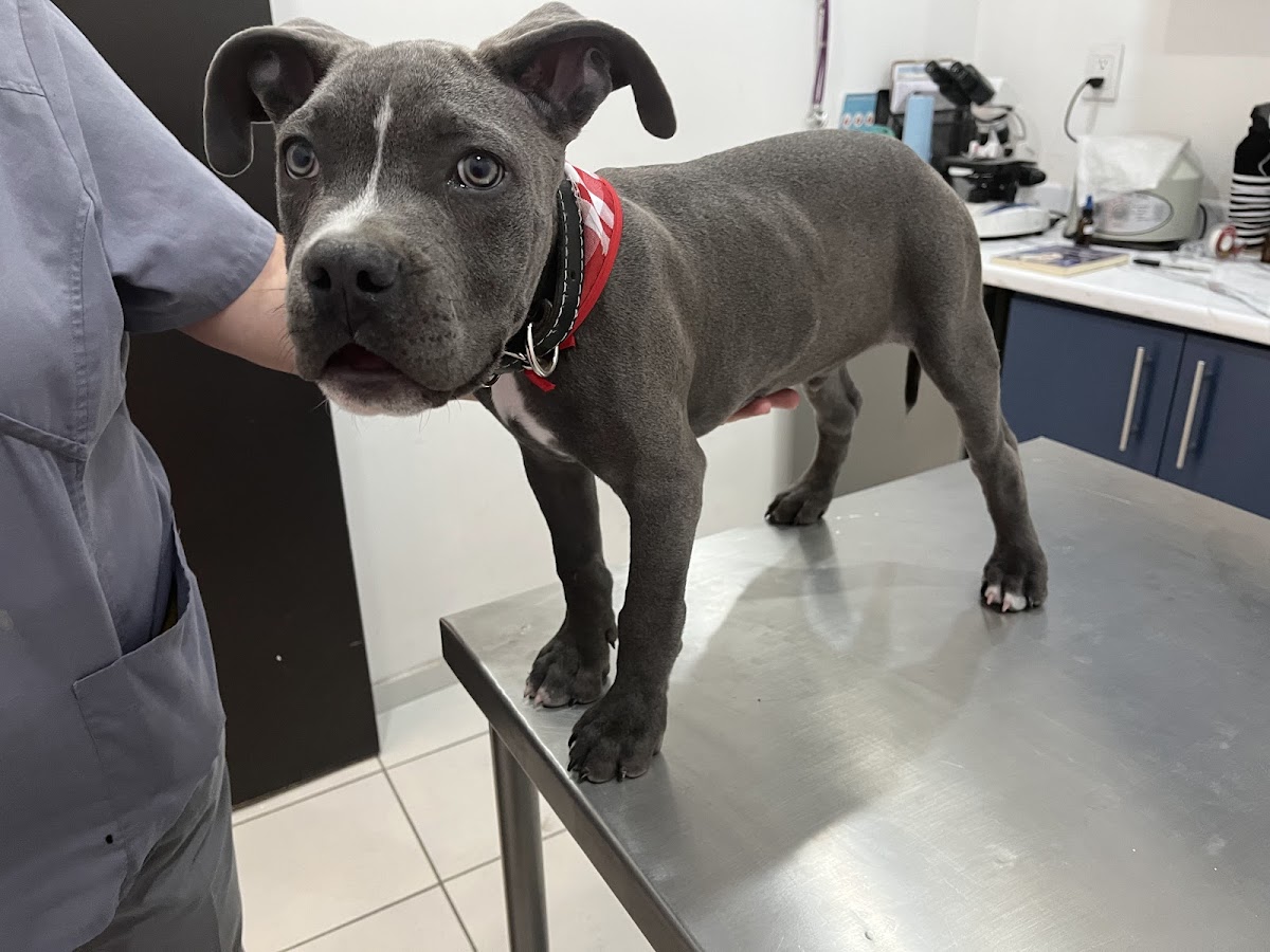CLINICA VETERINARIA REX — foto 2